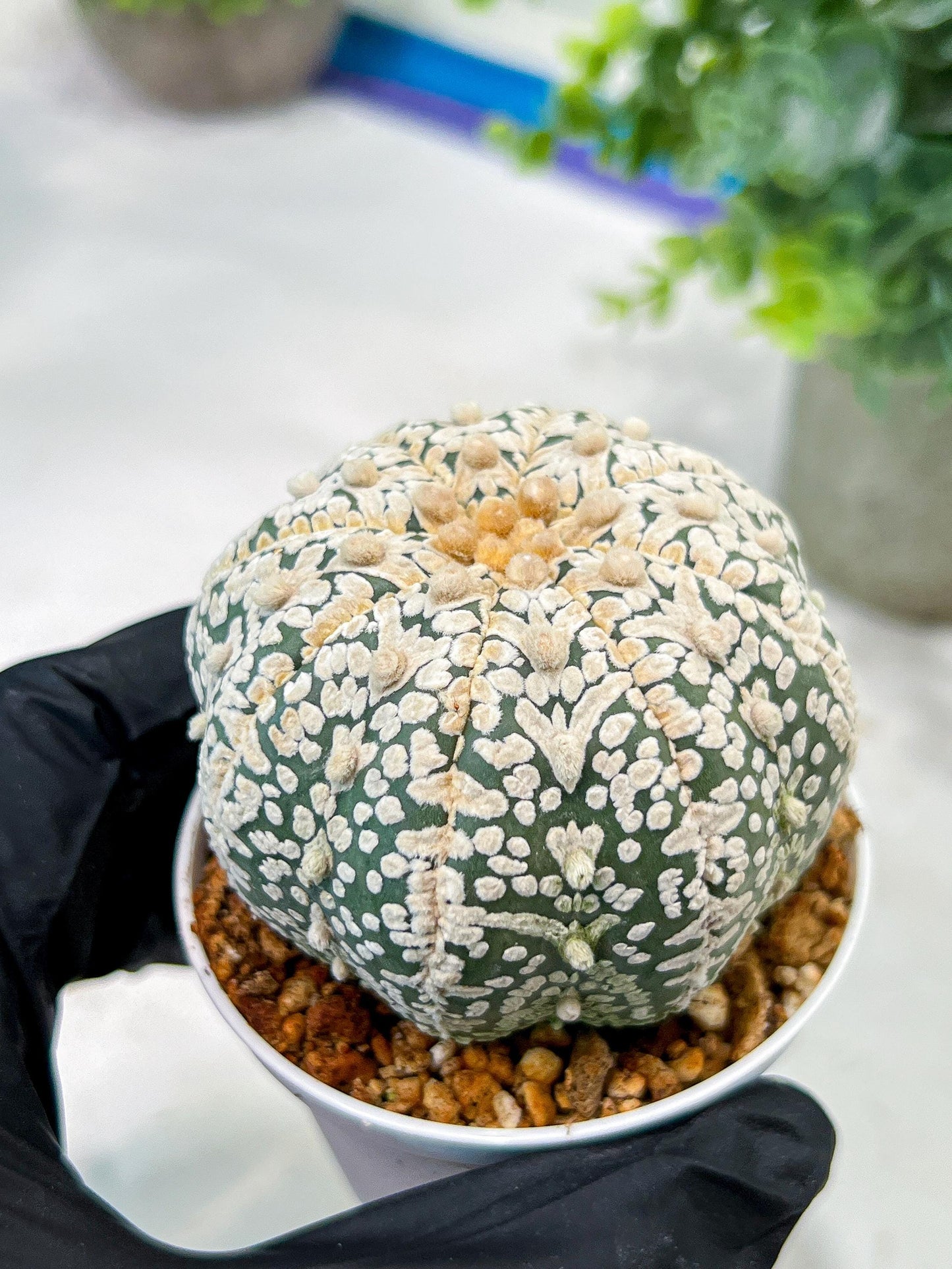 Custom Order- We’ll send you the exact live plant pictured (T5) (r7) | Nevada Plant Seller | 3" Pot
