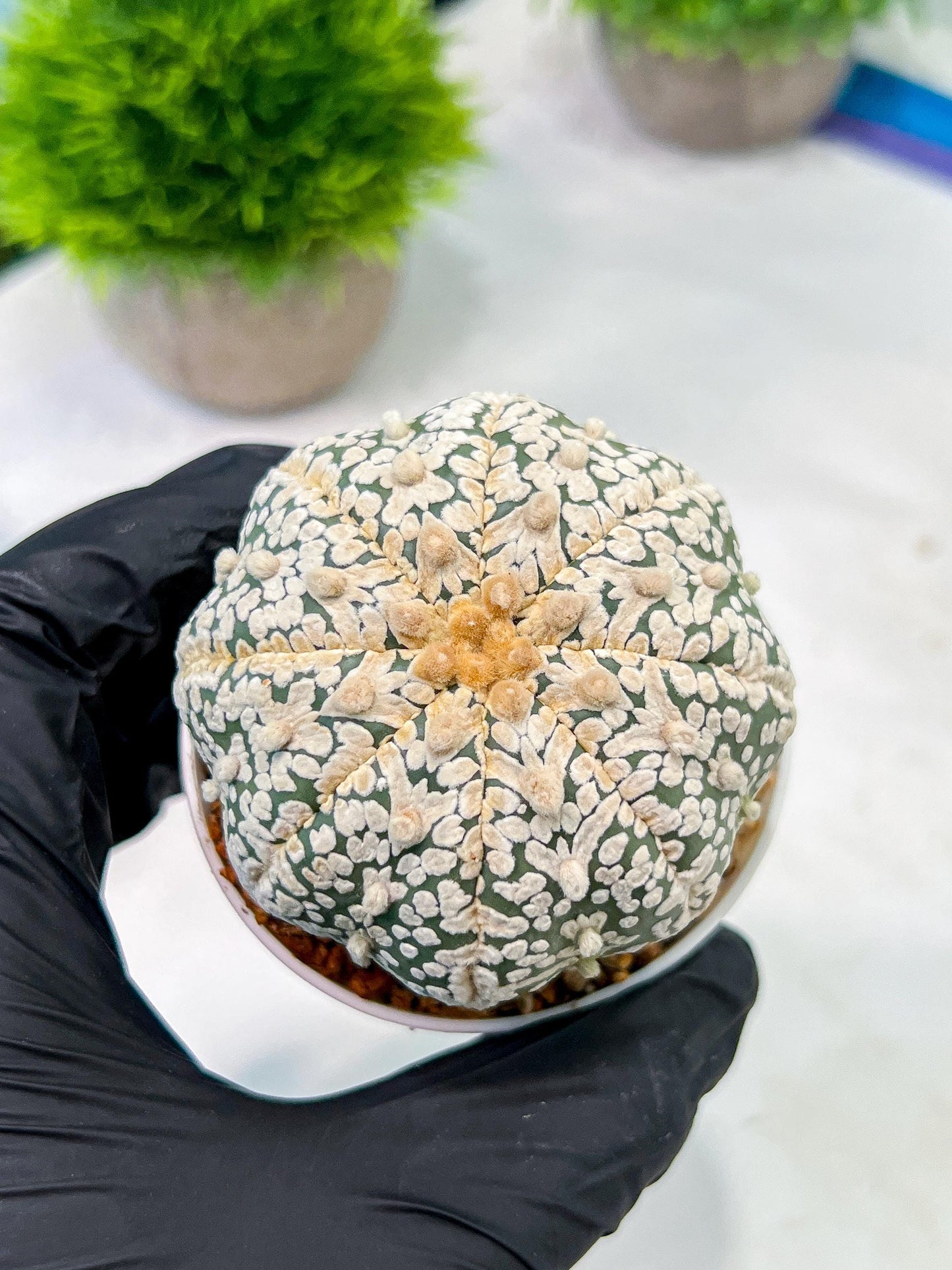Custom Order- We’ll send you the exact live plant pictured (T5) (r7) | Nevada Plant Seller | 3" Pot