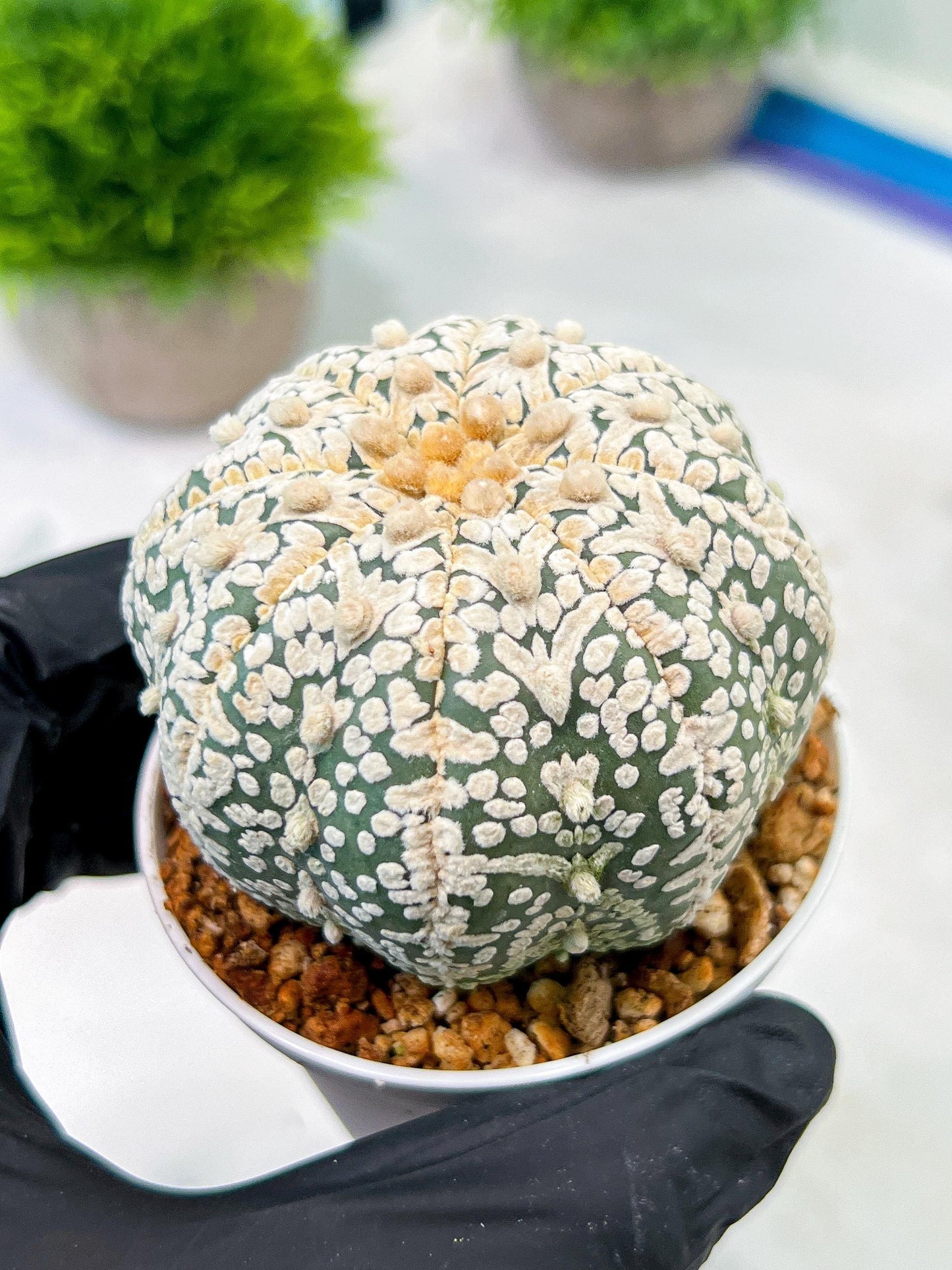 Custom Order- We’ll send you the exact live plant pictured (T5) (r7) | Nevada Plant Seller | 3" Pot