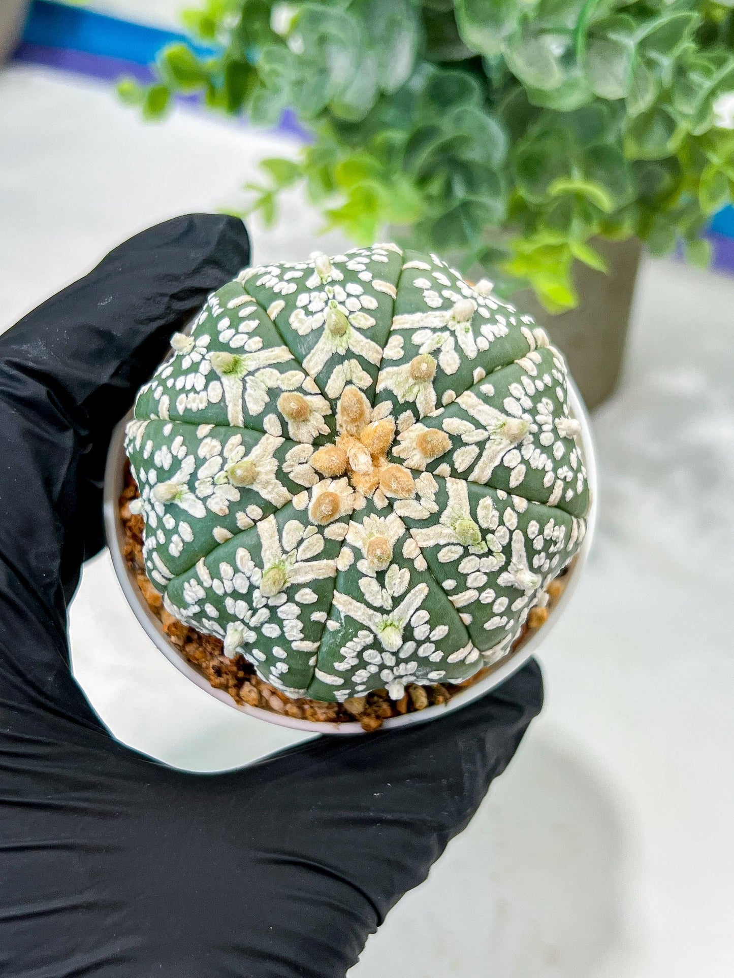 Custom Order- We’ll send you the exact live plant pictured (T5) (o3) | SHIP from USA | 3" Pot