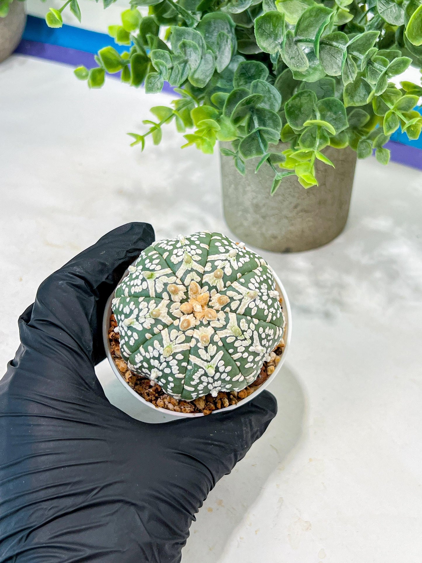 Custom Order- We’ll send you the exact live plant pictured (T5) (o3) | SHIP from USA | 3" Pot