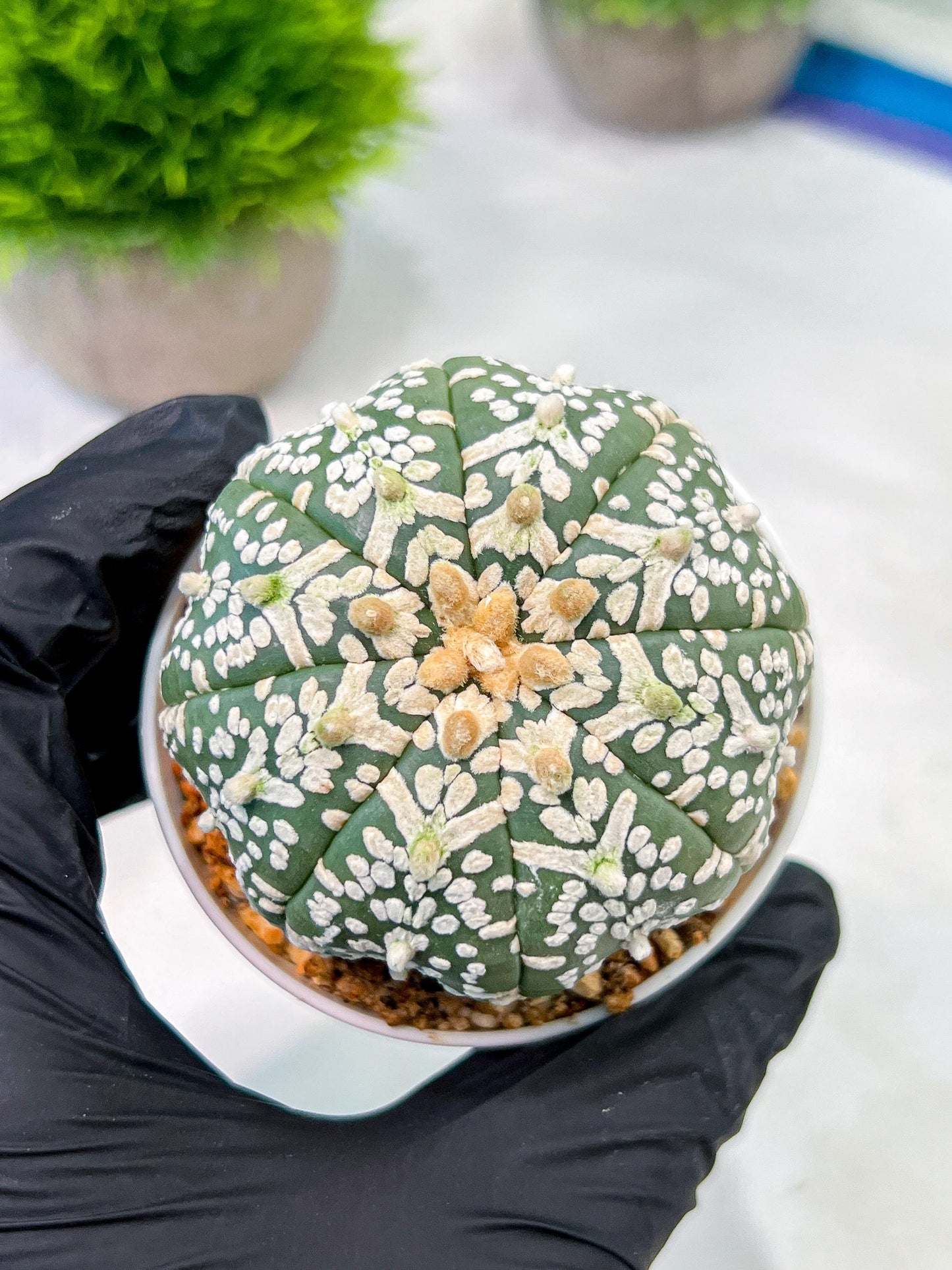 Custom Order- We’ll send you the exact live plant pictured (T5) (o3) | SHIP from USA | 3" Pot