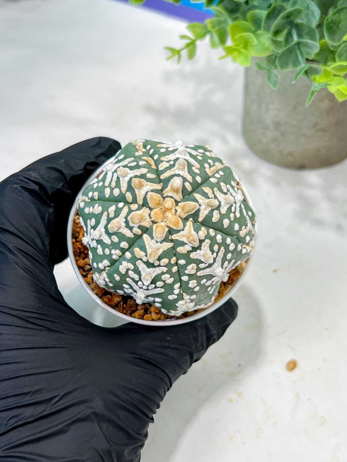 Custom Order- We’ll send you the exact live plant pictured (T5) (o4) | Las Vegas PLANT SELLER| 3" Pot