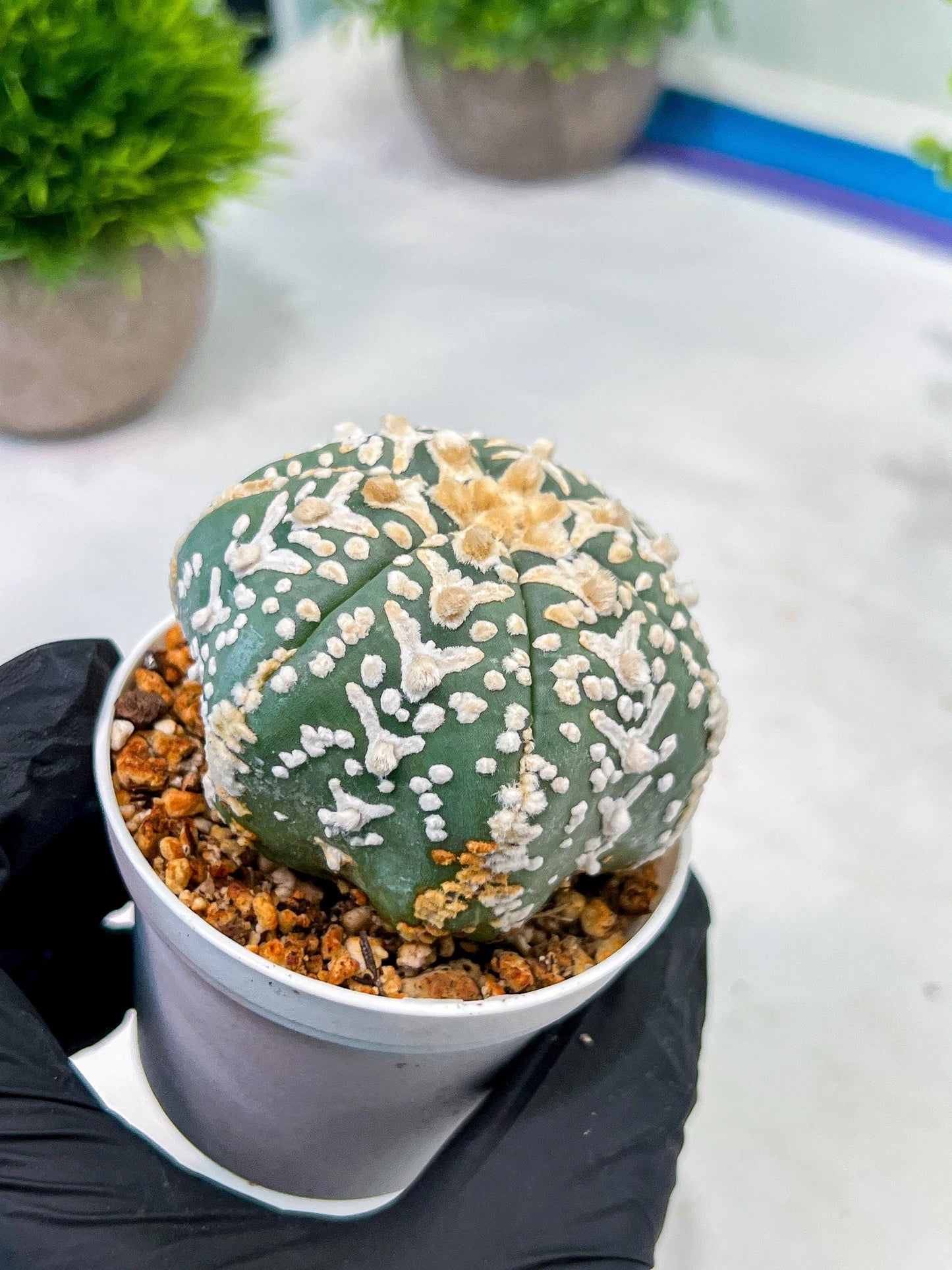 Custom Order- We’ll send you the exact live plant pictured (T5) (o4) | Las Vegas PLANT SELLER| 3" Pot