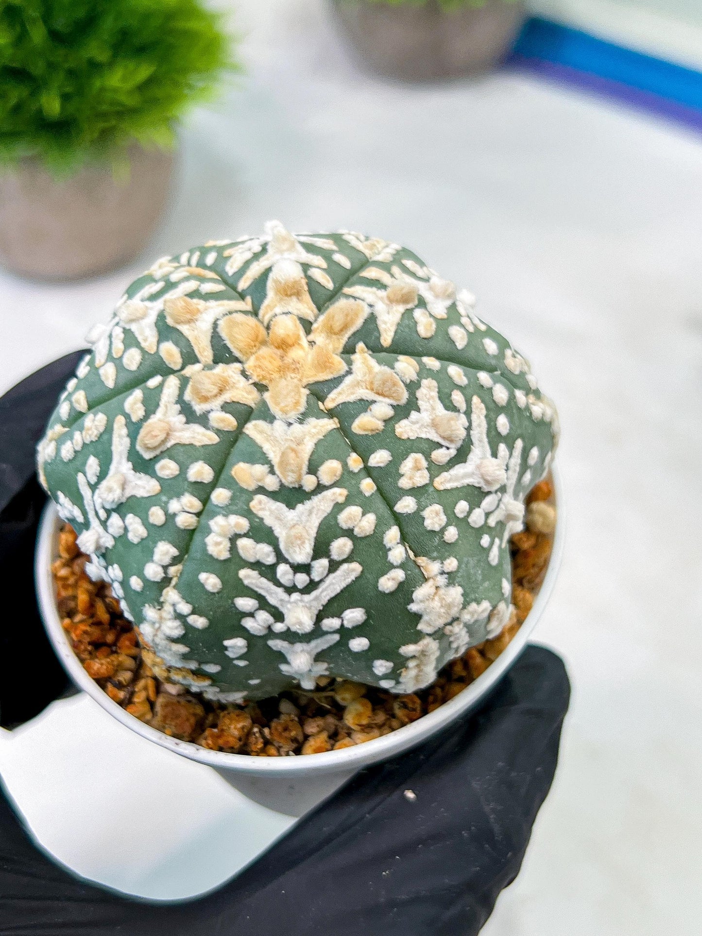 Custom Order- We’ll send you the exact live plant pictured (T5) (o4) | Las Vegas PLANT SELLER| 3" Pot