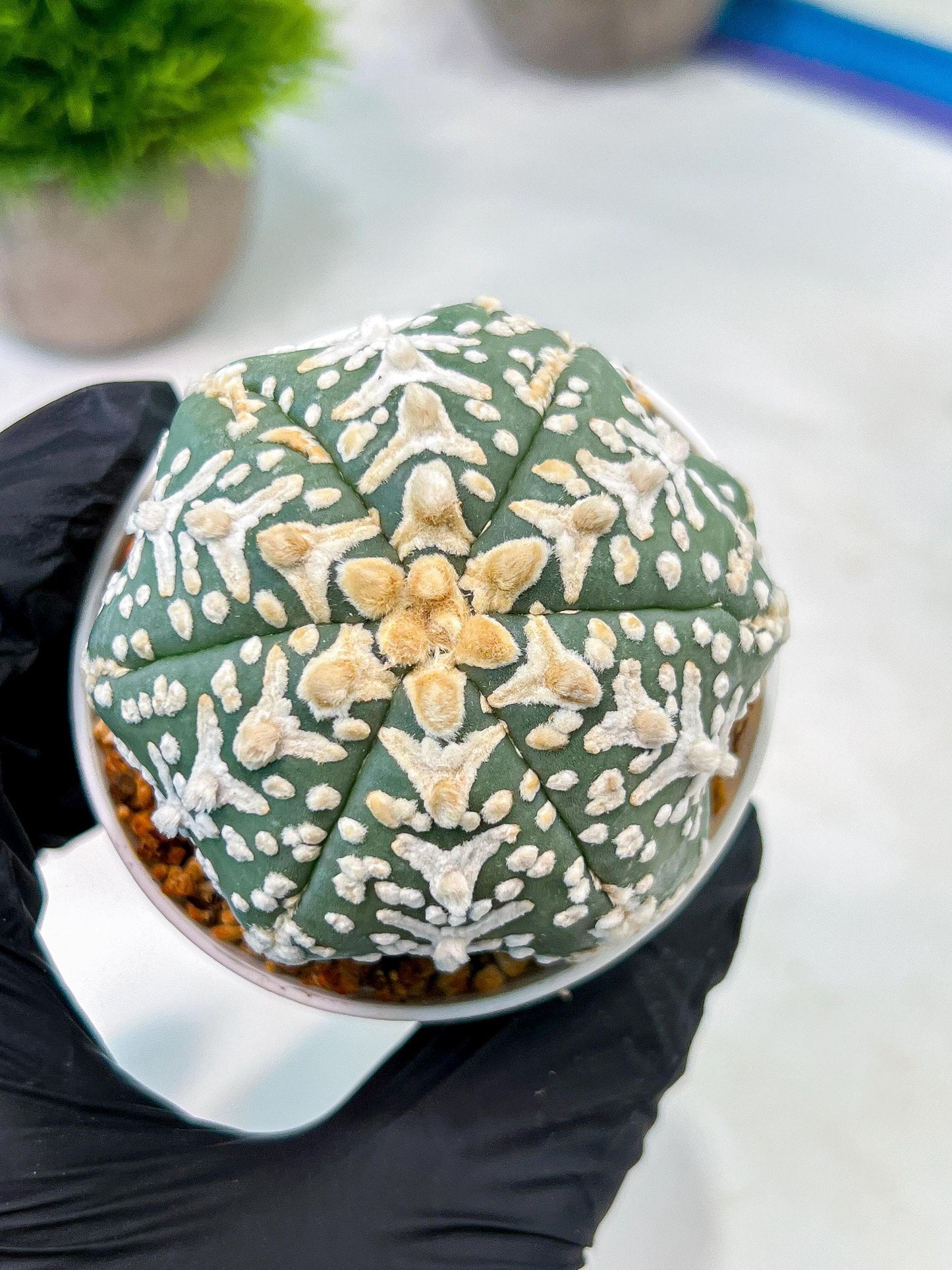 Custom Order- We’ll send you the exact live plant pictured (T5) (o4) | Las Vegas PLANT SELLER| 3" Pot