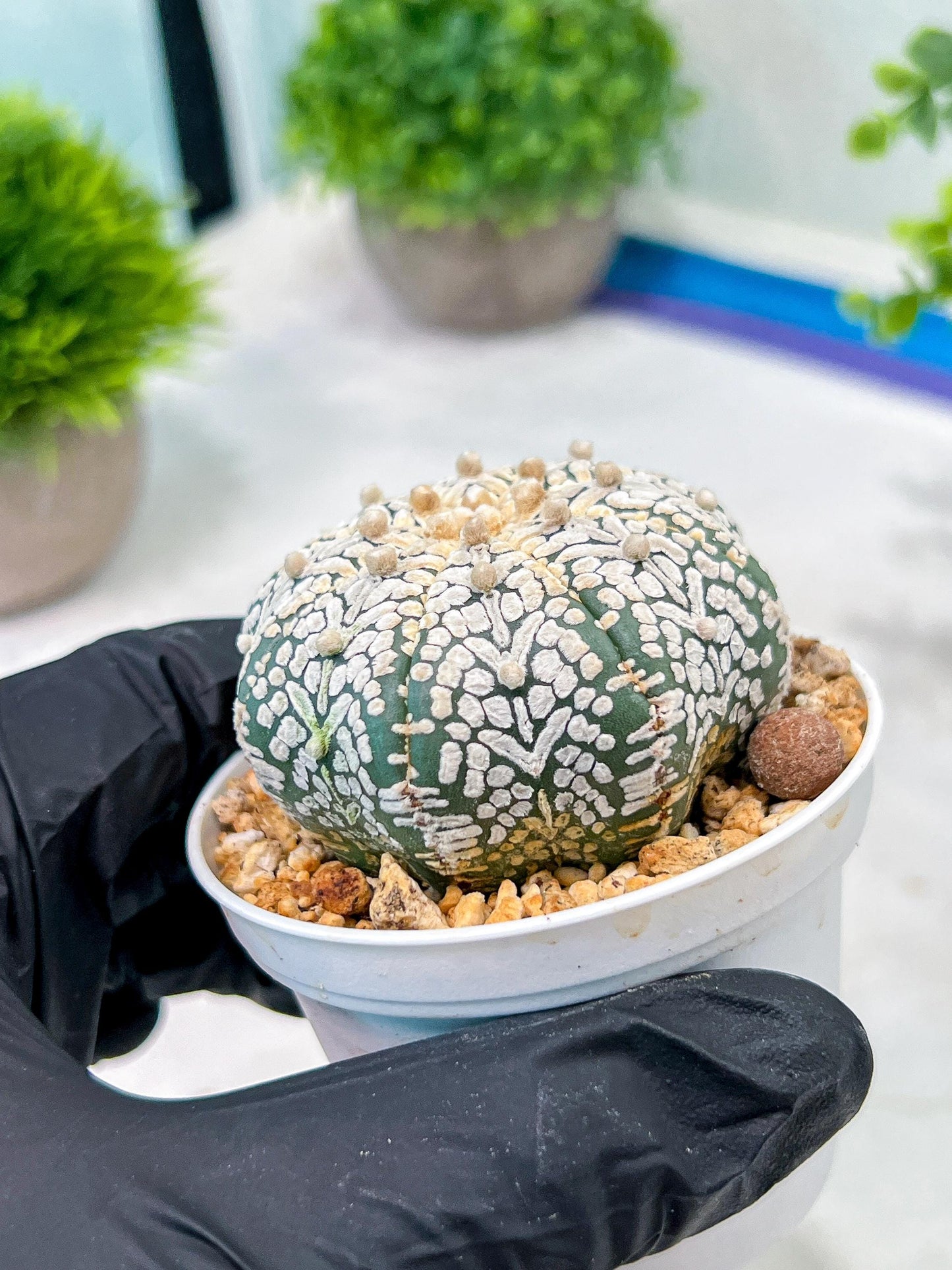 Custom Order- We’ll send you the exact live plant pictured (T5) (o5) | Las Vegas Plant Shp | 3" Pot