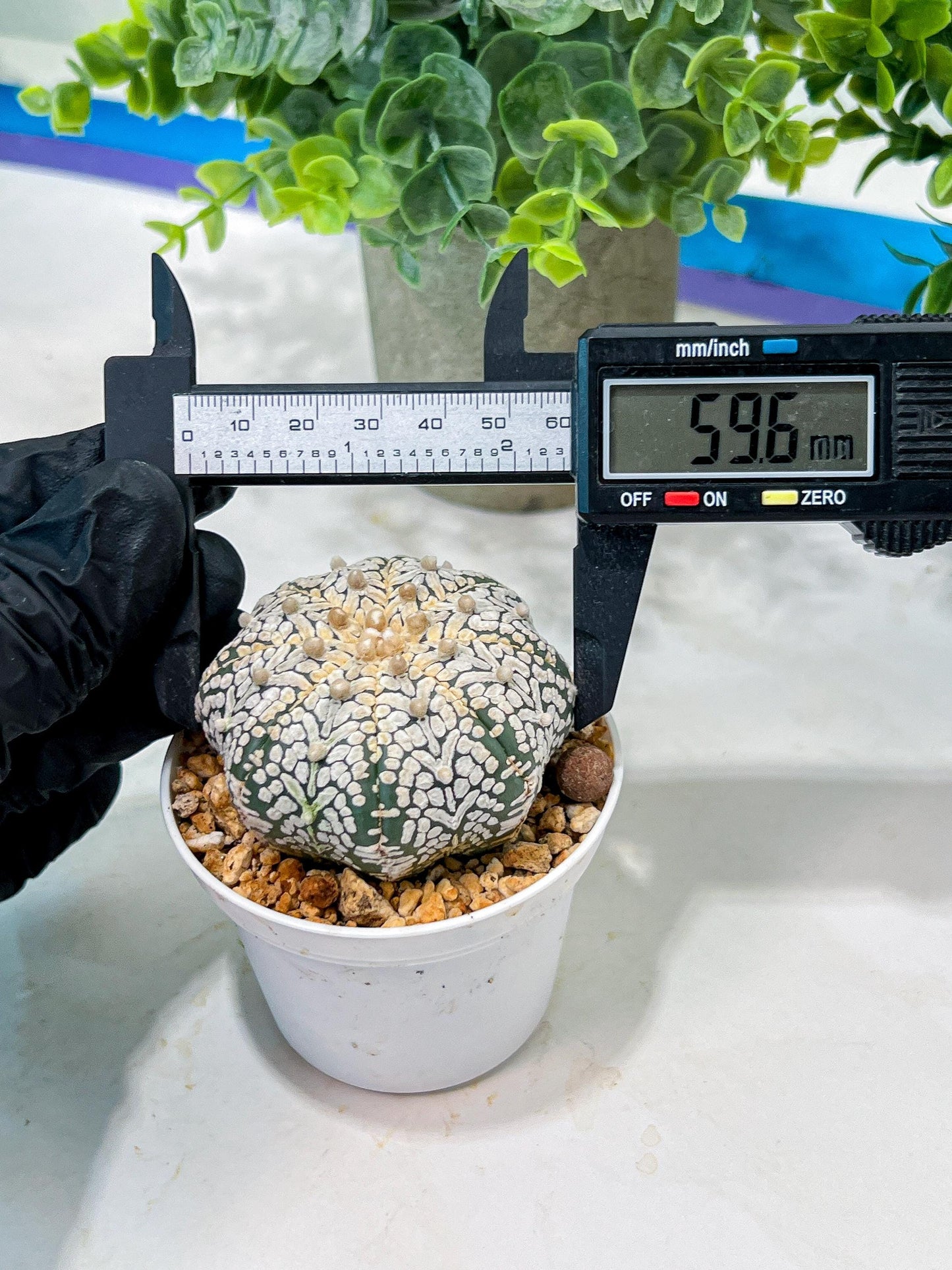 Custom Order- We’ll send you the exact live plant pictured (T5) (o5) | Las Vegas Plant Shp | 3" Pot