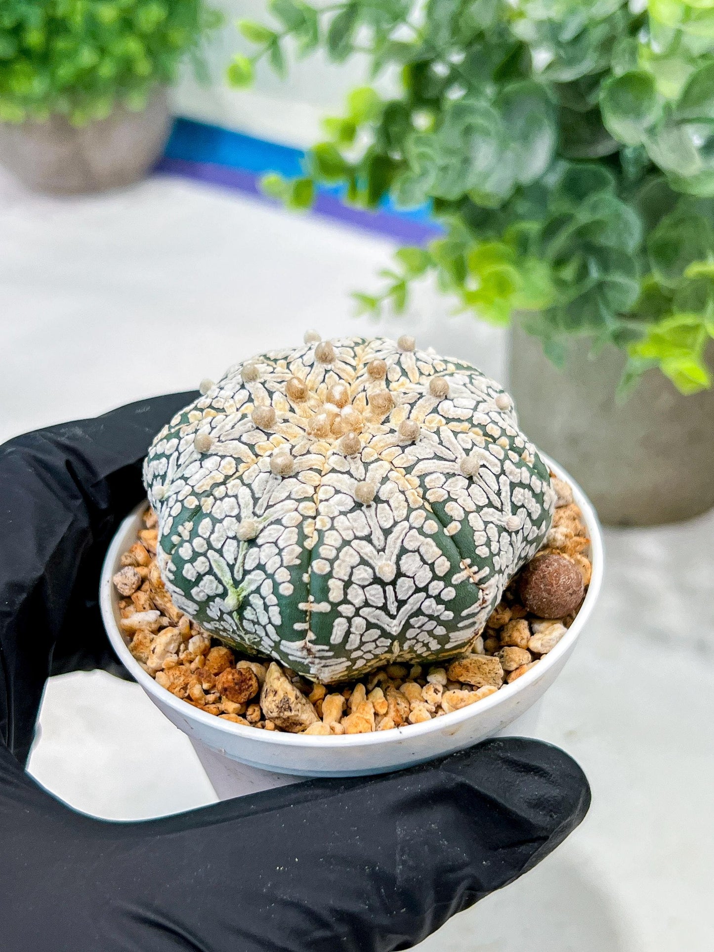 Custom Order- We’ll send you the exact live plant pictured (T5) (o5) | Las Vegas Plant Shp | 3" Pot