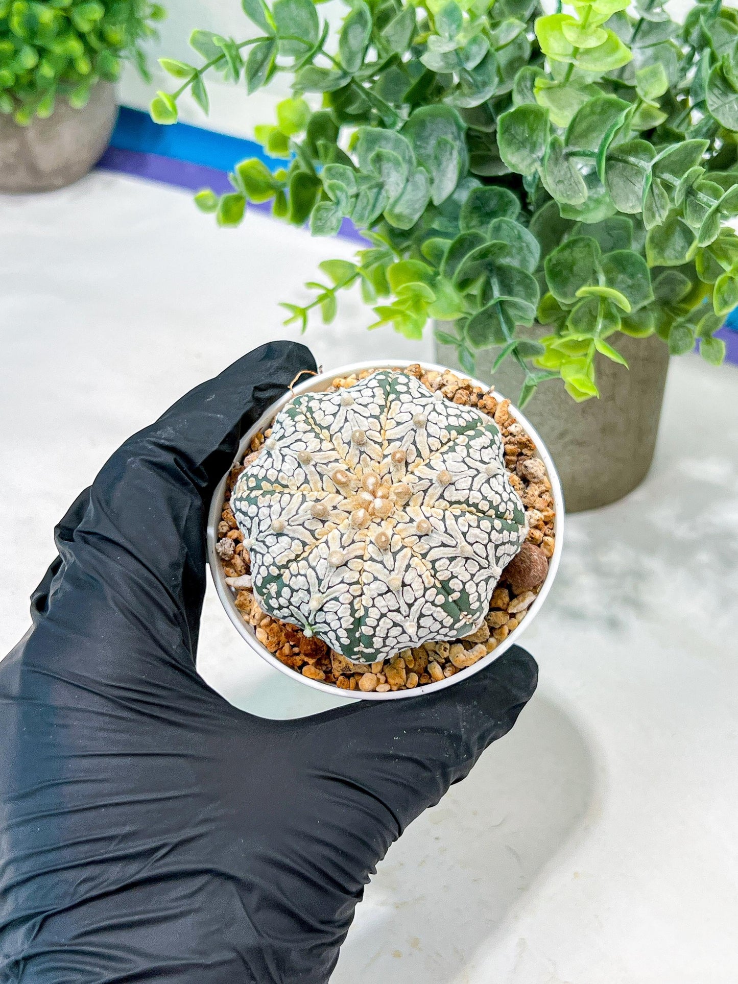 Custom Order- We’ll send you the exact live plant pictured (T5) (o5) | Las Vegas Plant Shp | 3" Pot