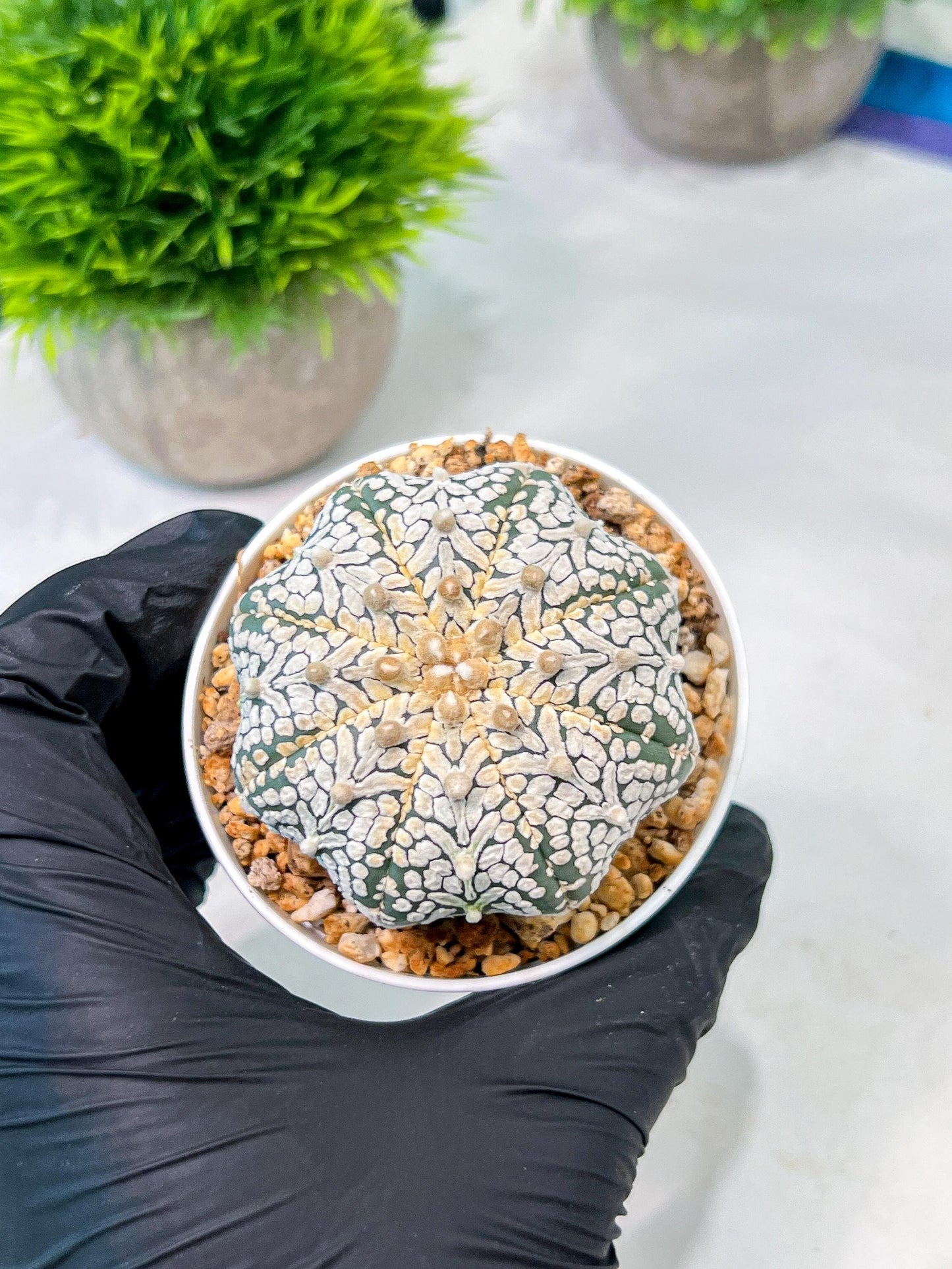 Custom Order- We’ll send you the exact live plant pictured (T5) (o5) | Las Vegas Plant Shp | 3" Pot
