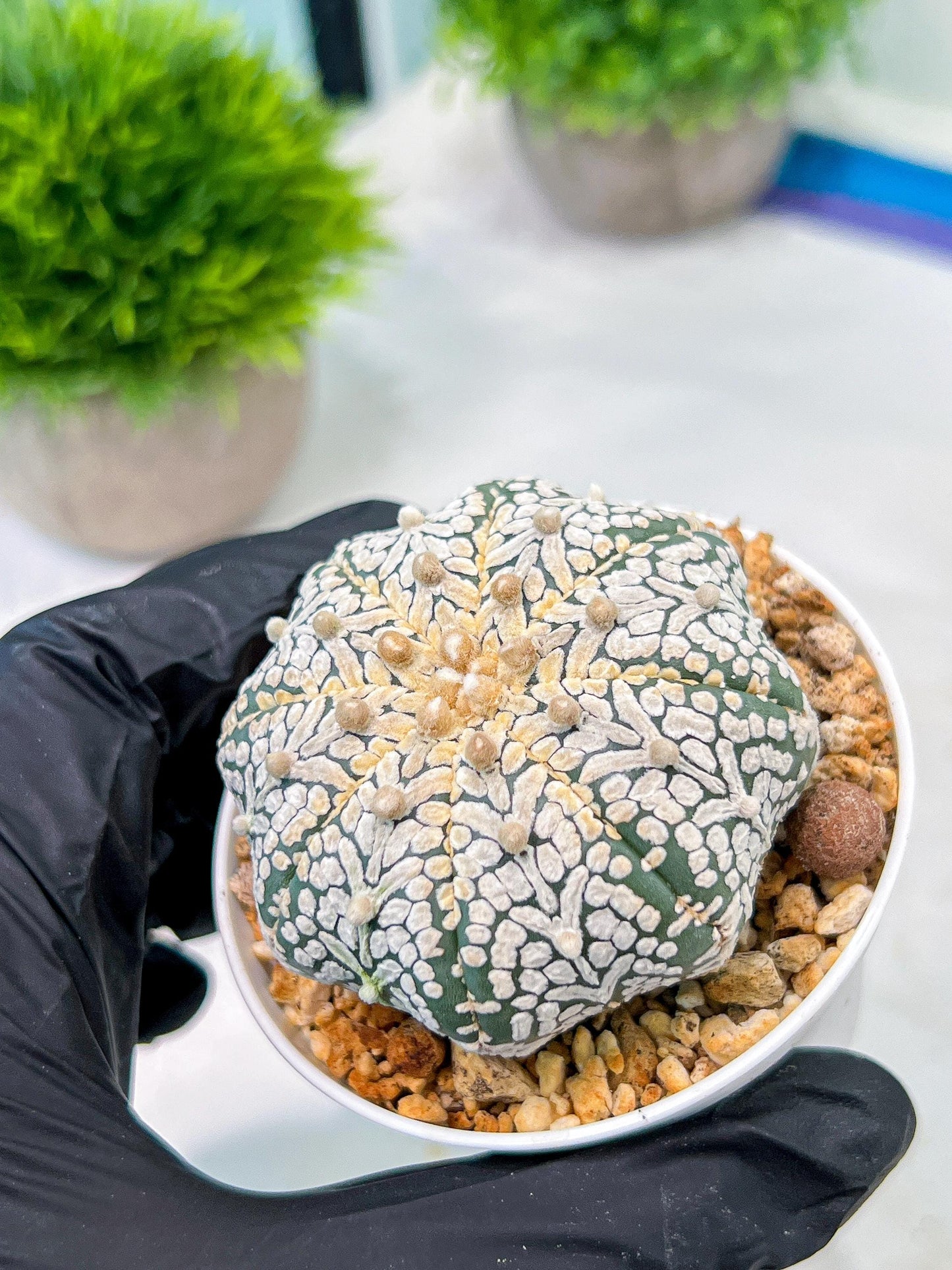 Custom Order- We’ll send you the exact live plant pictured (T5) (o5) | Las Vegas Plant Shp | 3" Pot