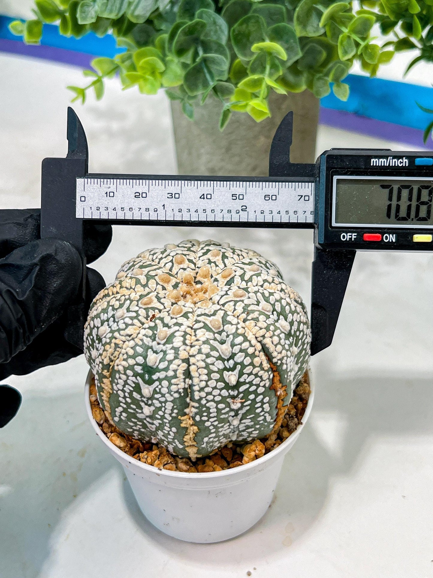 Custom Order- We’ll send you the exact live plant pictured (T5) (o6) | American Plant Seller | 3" Pot
