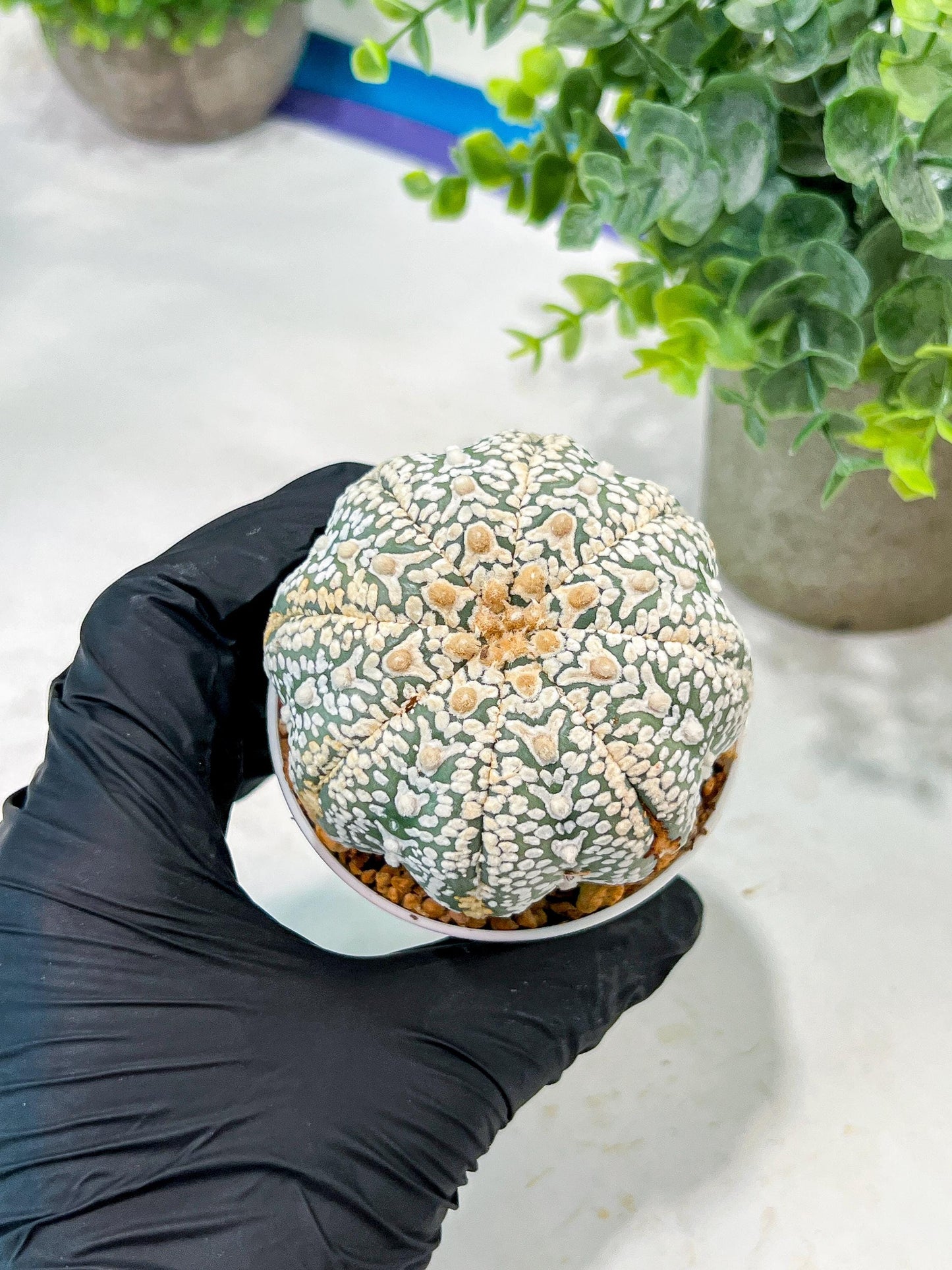 Custom Order- We’ll send you the exact live plant pictured (T5) (o6) | American Plant Seller | 3" Pot
