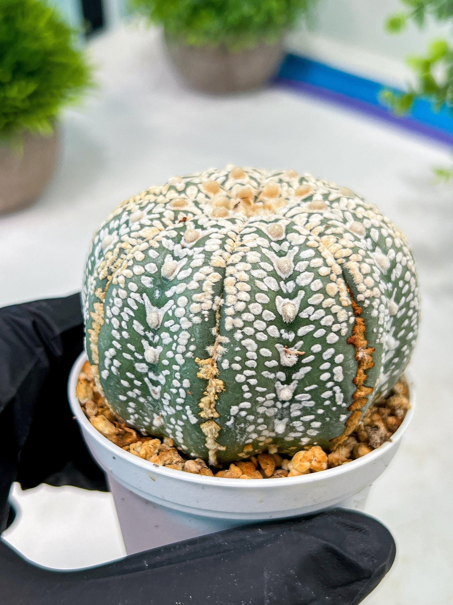 Custom Order- We’ll send you the exact live plant pictured (T5) (o6) | American Plant Seller | 3" Pot