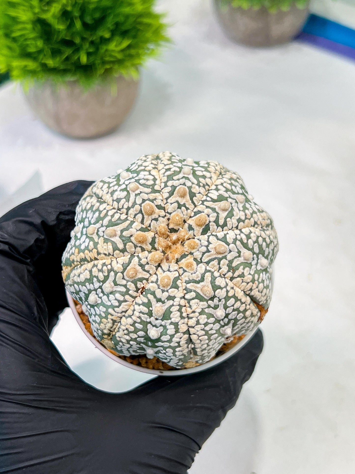 Custom Order- We’ll send you the exact live plant pictured (T5) (o6) | American Plant Seller | 3" Pot