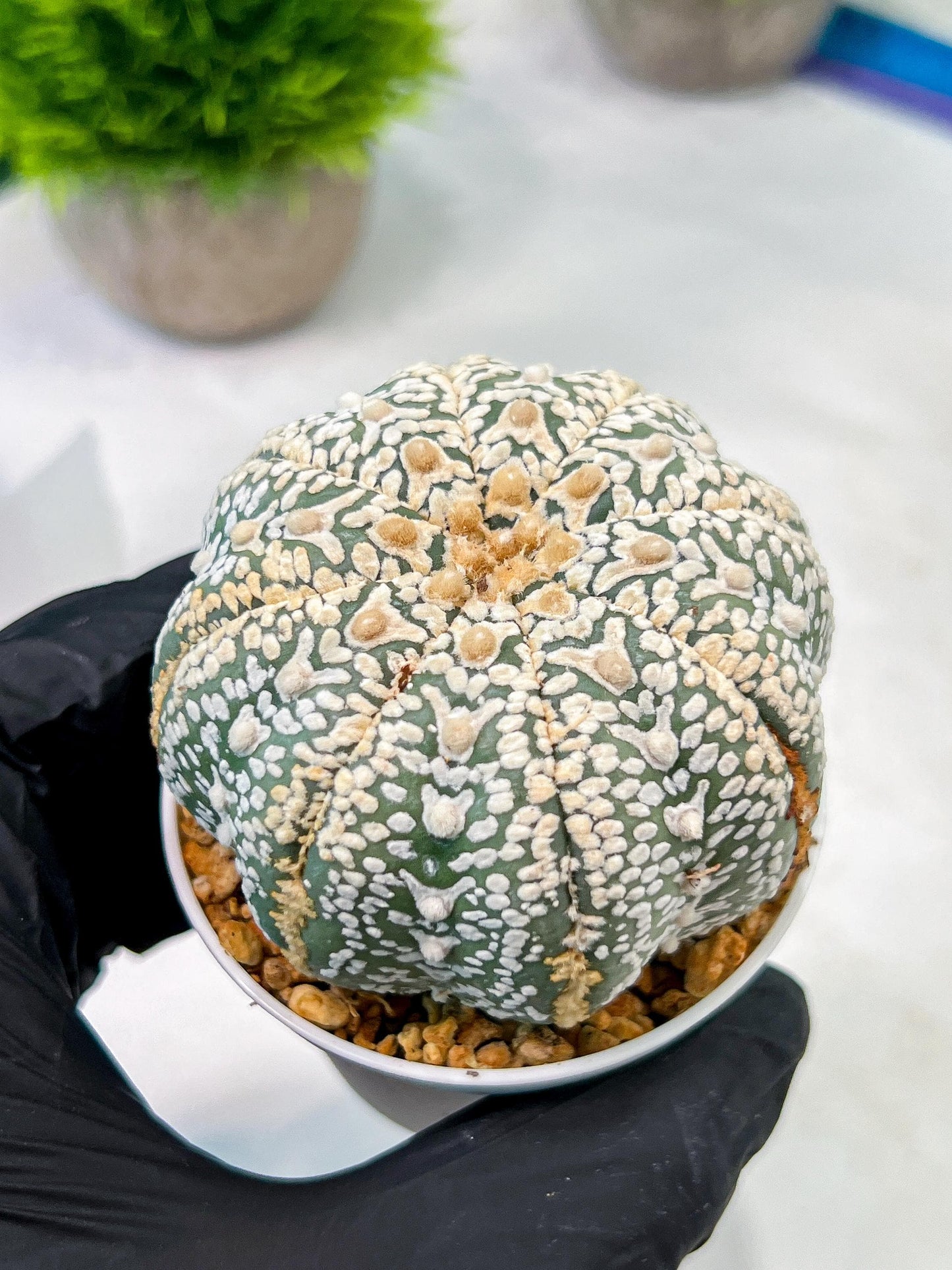 Custom Order- We’ll send you the exact live plant pictured (T5) (o6) | American Plant Seller | 3" Pot