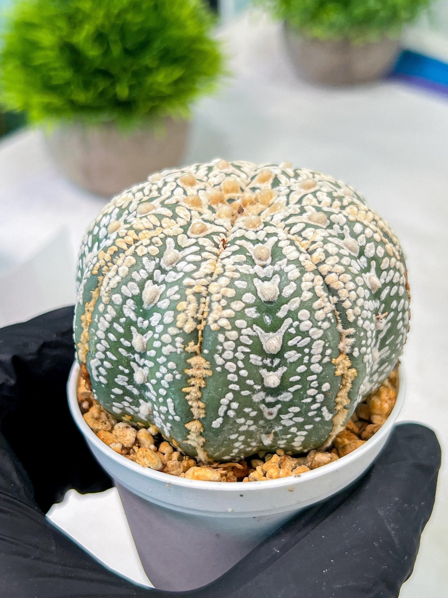 Custom Order- We’ll send you the exact live plant pictured (T5) (o6) | American Plant Seller | 3" Pot