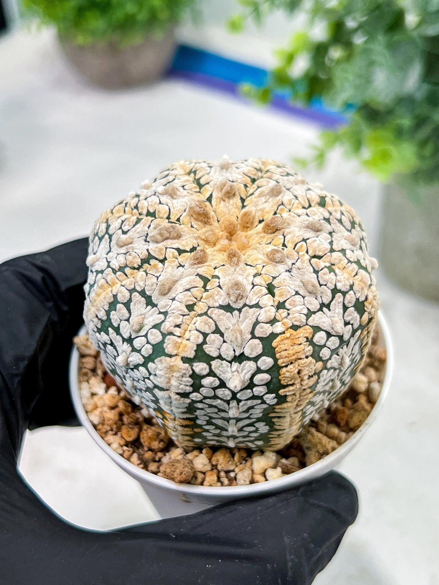 Custom Order- We’ll send you the exact live plant pictured (T5) (o7) | Nevada Plant Seller | 3" Pot
