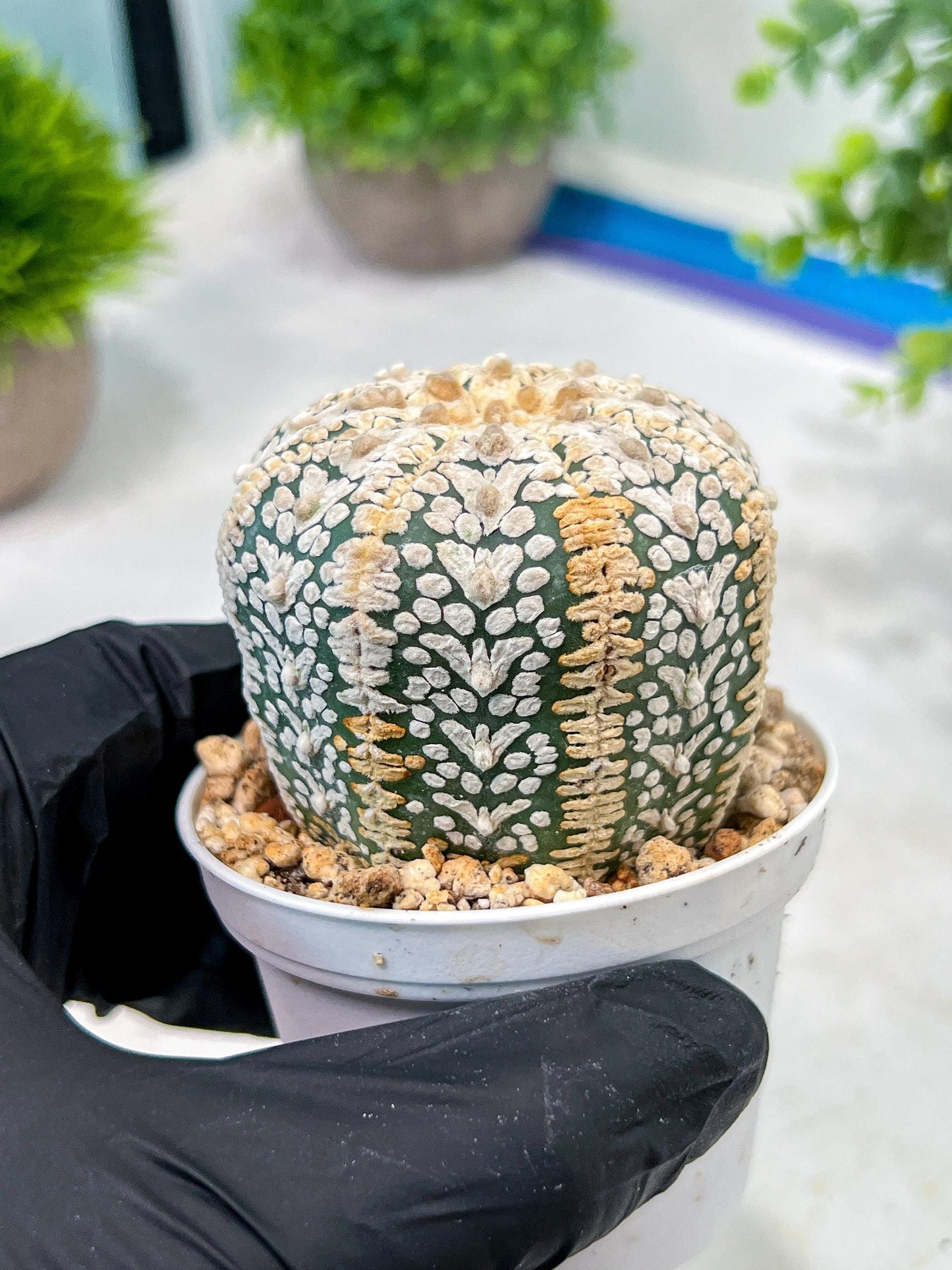 Custom Order- We’ll send you the exact live plant pictured (T5) (o7) | Nevada Plant Seller | 3" Pot