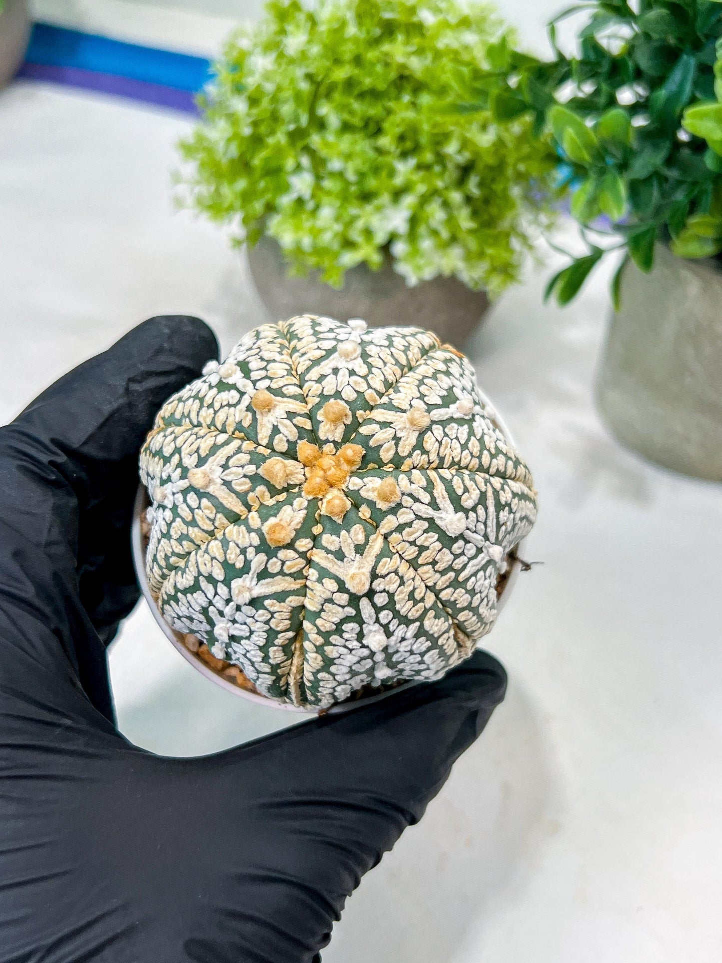 Custom Order- We’ll send you the exact live plant pictured (T8) (y1) | Imported From Japan | 3" Pot