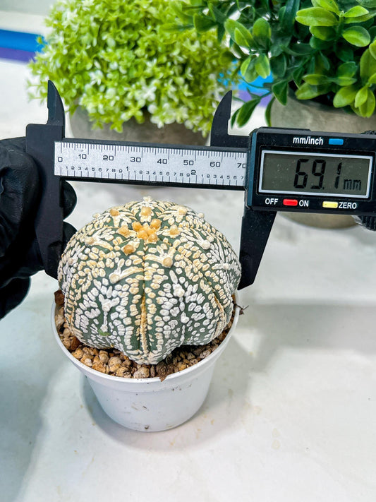 Custom Order- We’ll send you the exact live plant pictured (T8) (y1) | Imported From Japan | 3" Pot