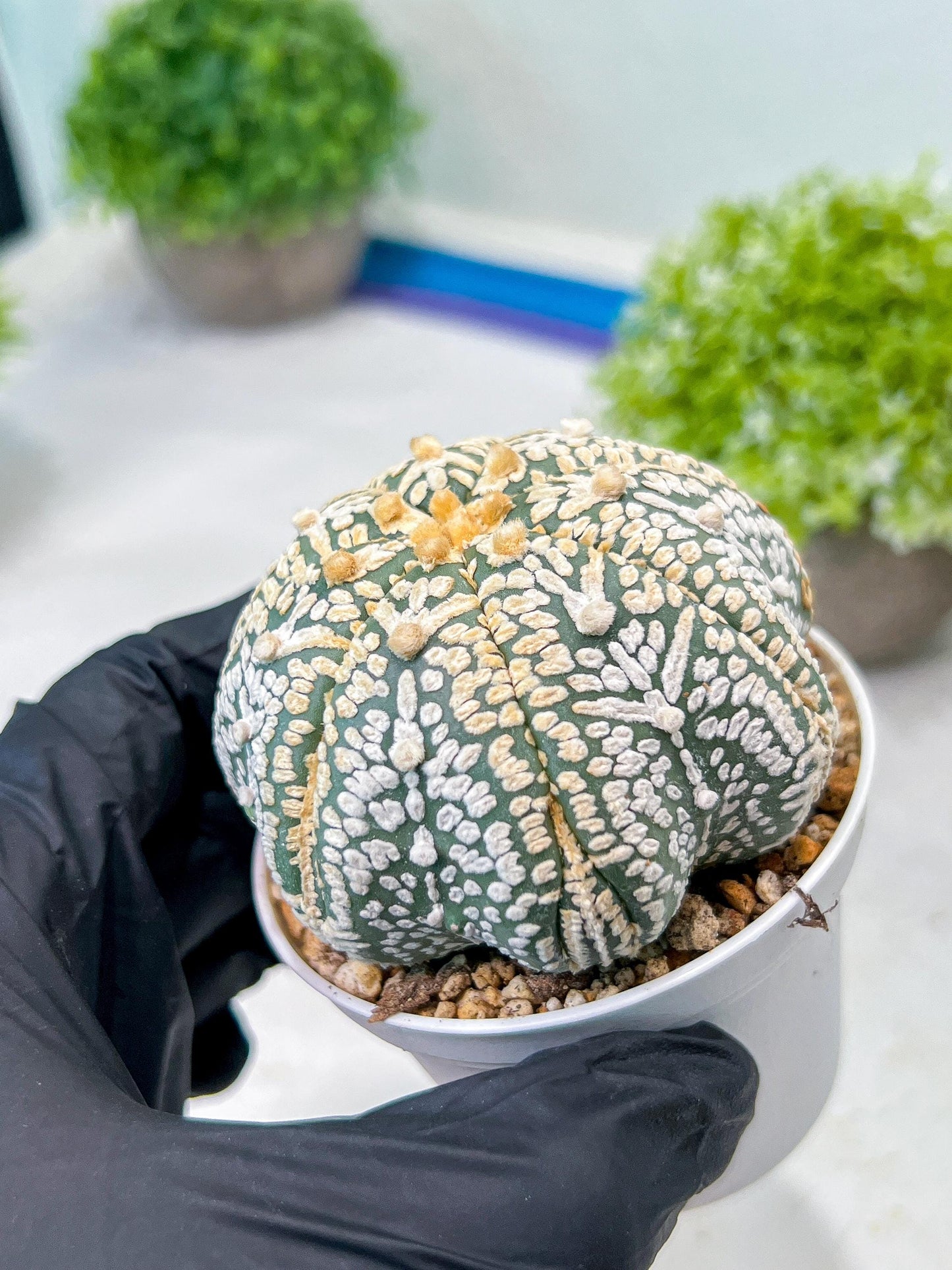 Custom Order- We’ll send you the exact live plant pictured (T8) (y1) | Imported From Japan | 3" Pot