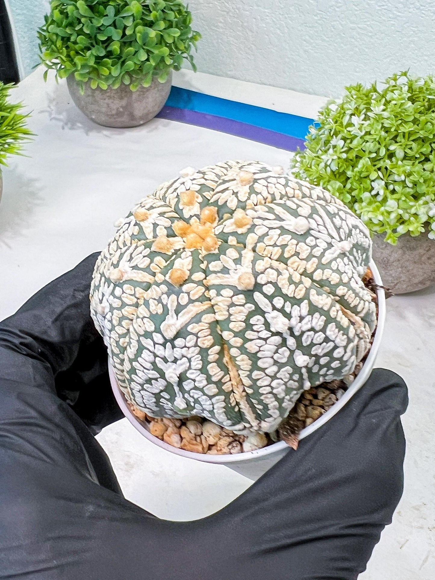 Custom Order- We’ll send you the exact live plant pictured (T8) (y1) | Imported From Japan | 3" Pot