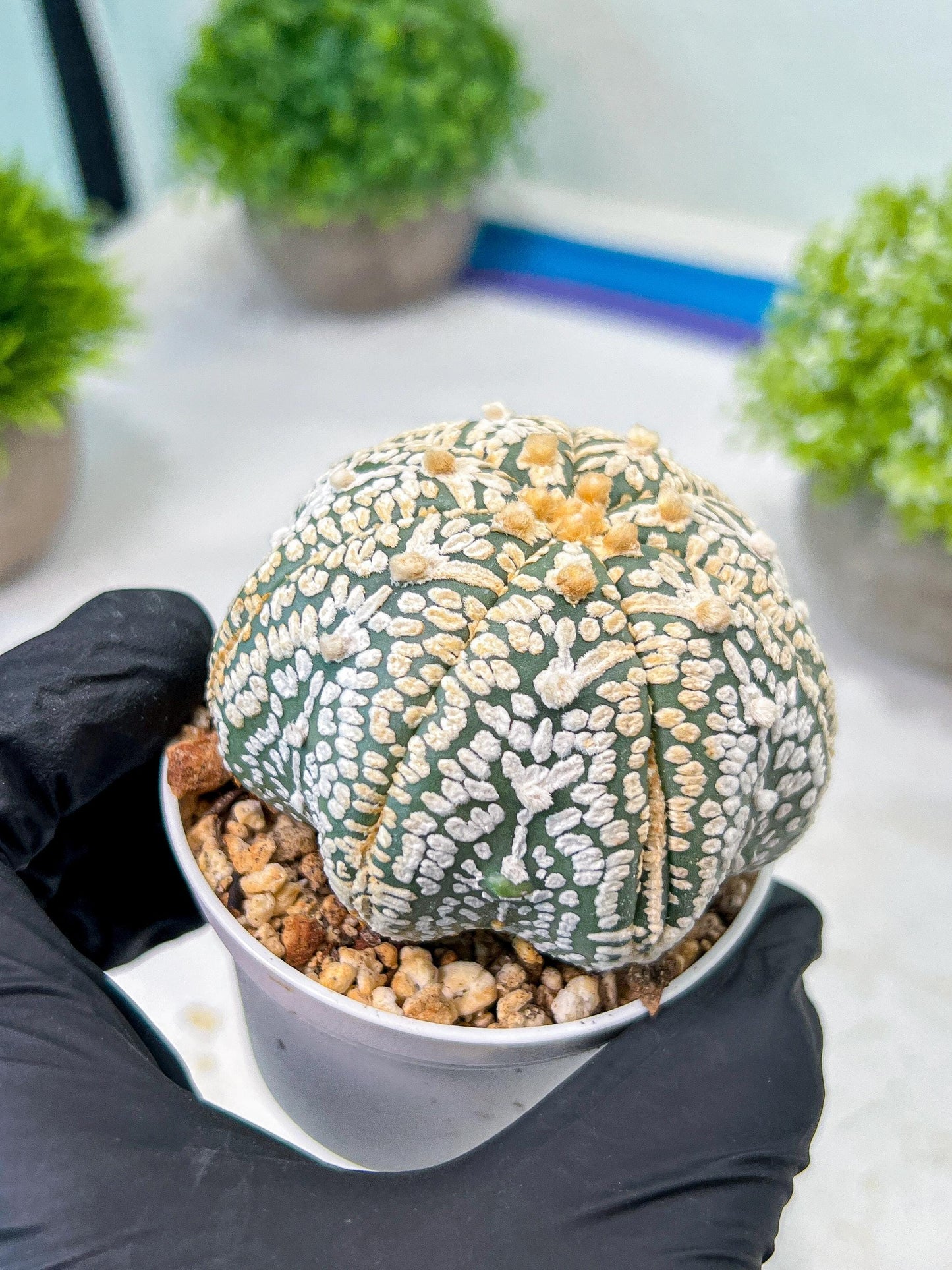 Custom Order- We’ll send you the exact live plant pictured (T8) (y1) | Imported From Japan | 3" Pot