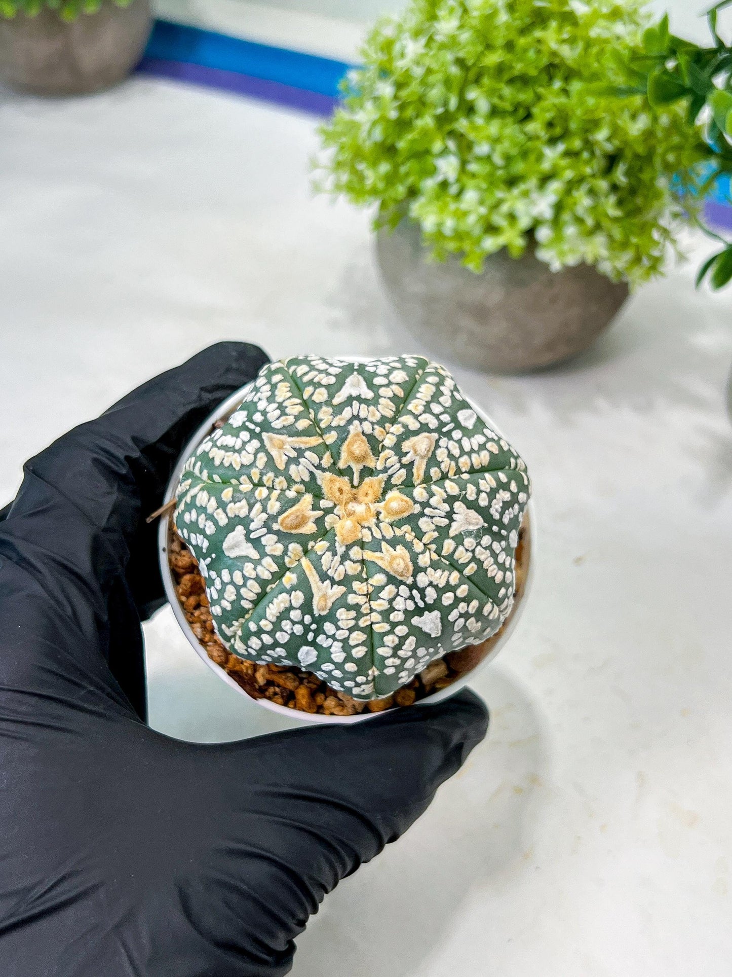 Custom Order- We’ll send you the exact live plant pictured (T8) (y2) | Las Vegas Plant Shop | 3" Pot