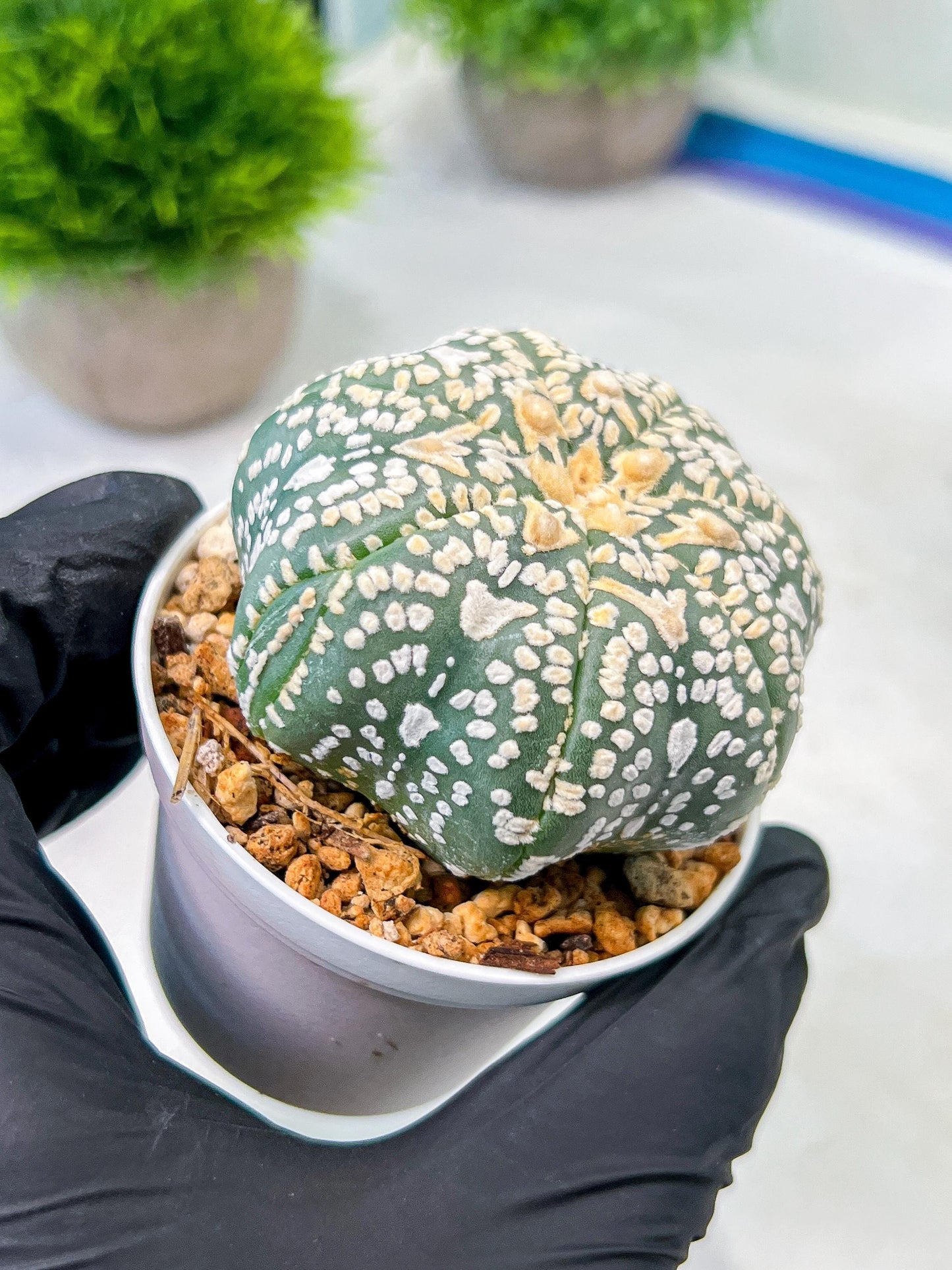 Custom Order- We’ll send you the exact live plant pictured (T8) (y2) | Las Vegas Plant Shop | 3" Pot