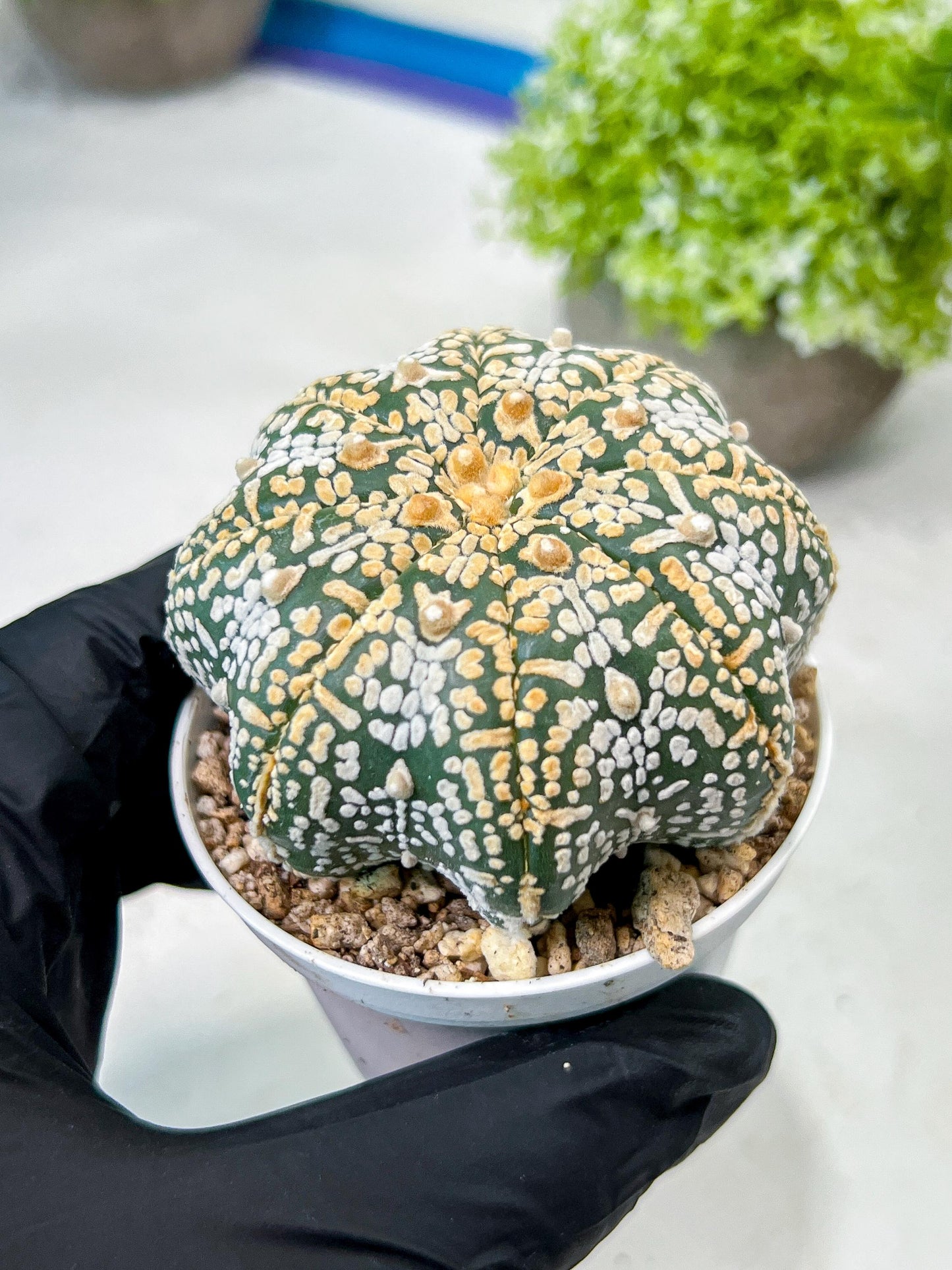 Custom Order- We’ll send you the exact live plant pictured (T8) (y3) | SHIP from USA | 3" Pot