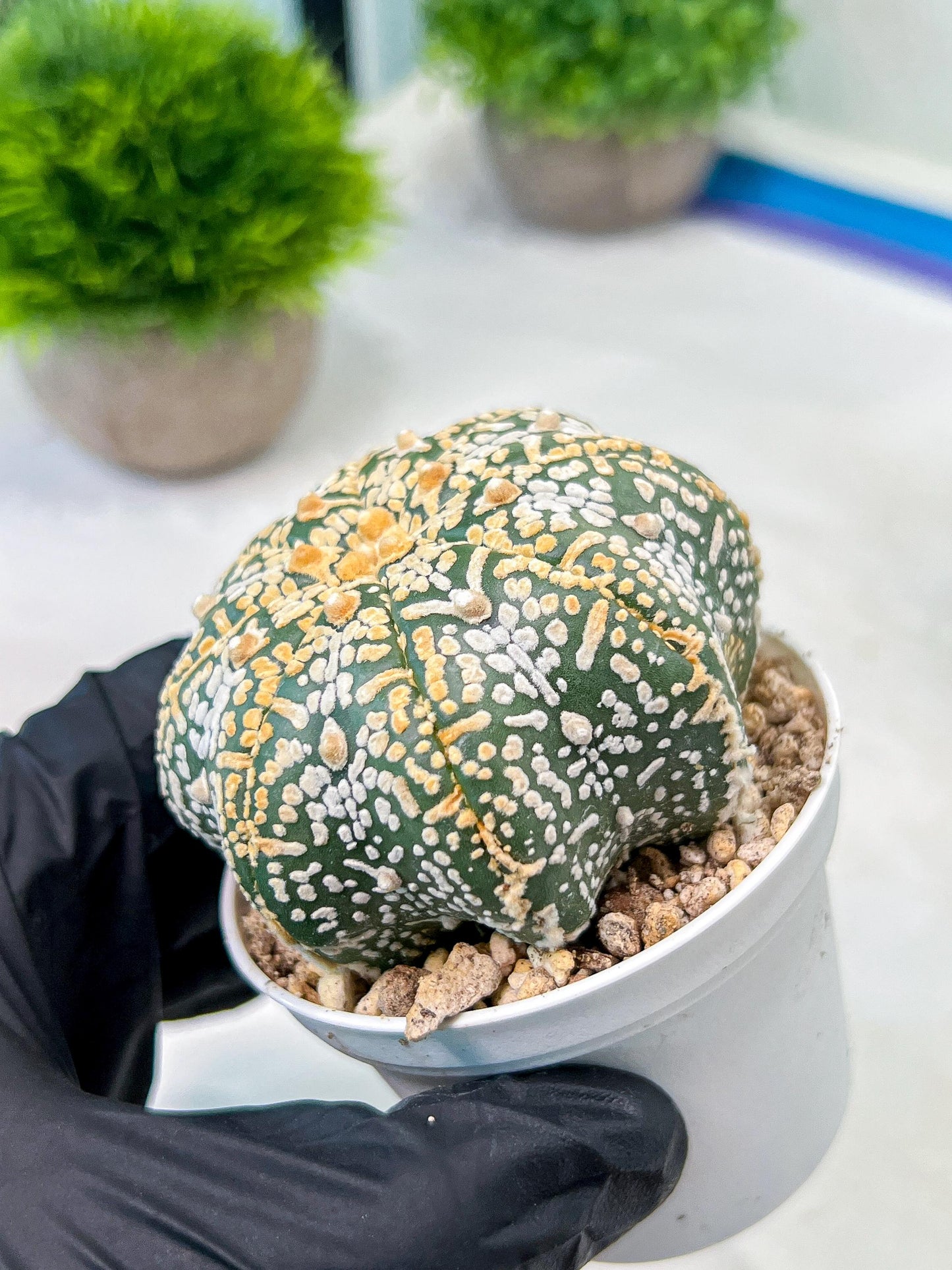 Custom Order- We’ll send you the exact live plant pictured (T8) (y3) | SHIP from USA | 3" Pot