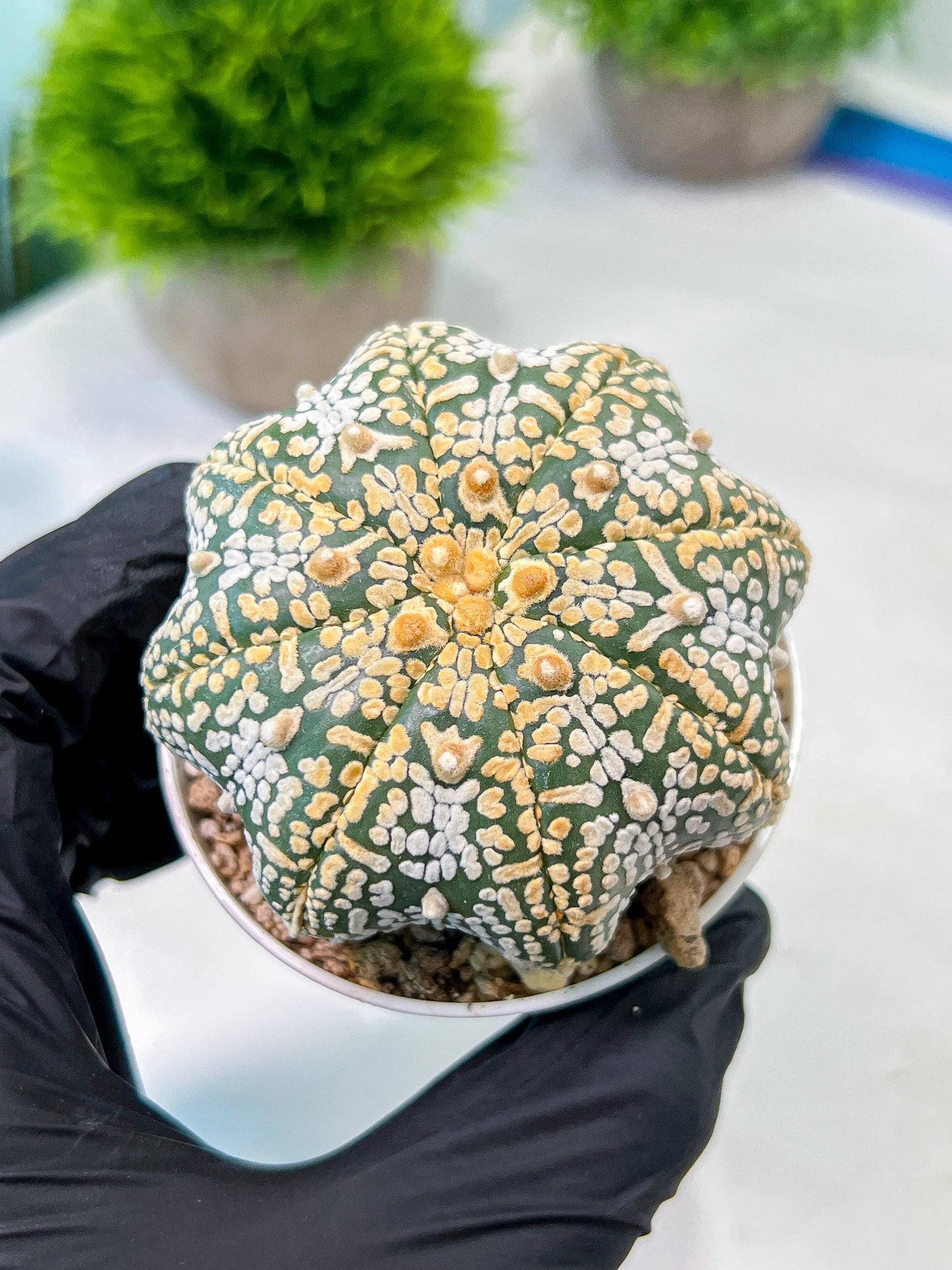 Custom Order- We’ll send you the exact live plant pictured (T8) (y3) | SHIP from USA | 3" Pot