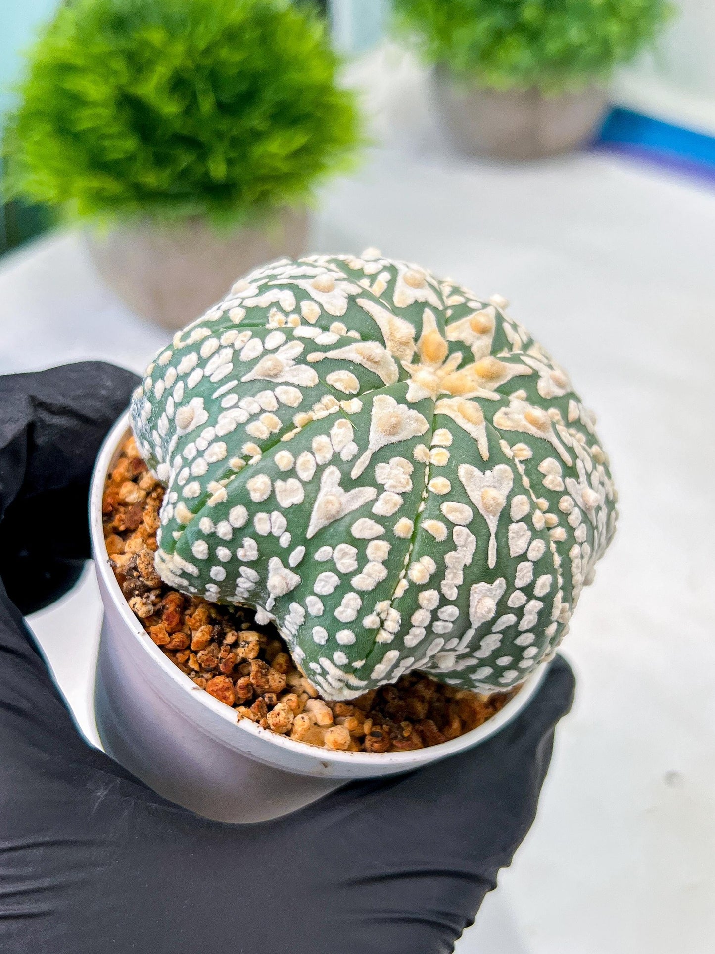 Custom Order- We’ll send you the exact live plant pictured (T8) (y4) | Las Vegas PLANT SELLER| 3" Pot