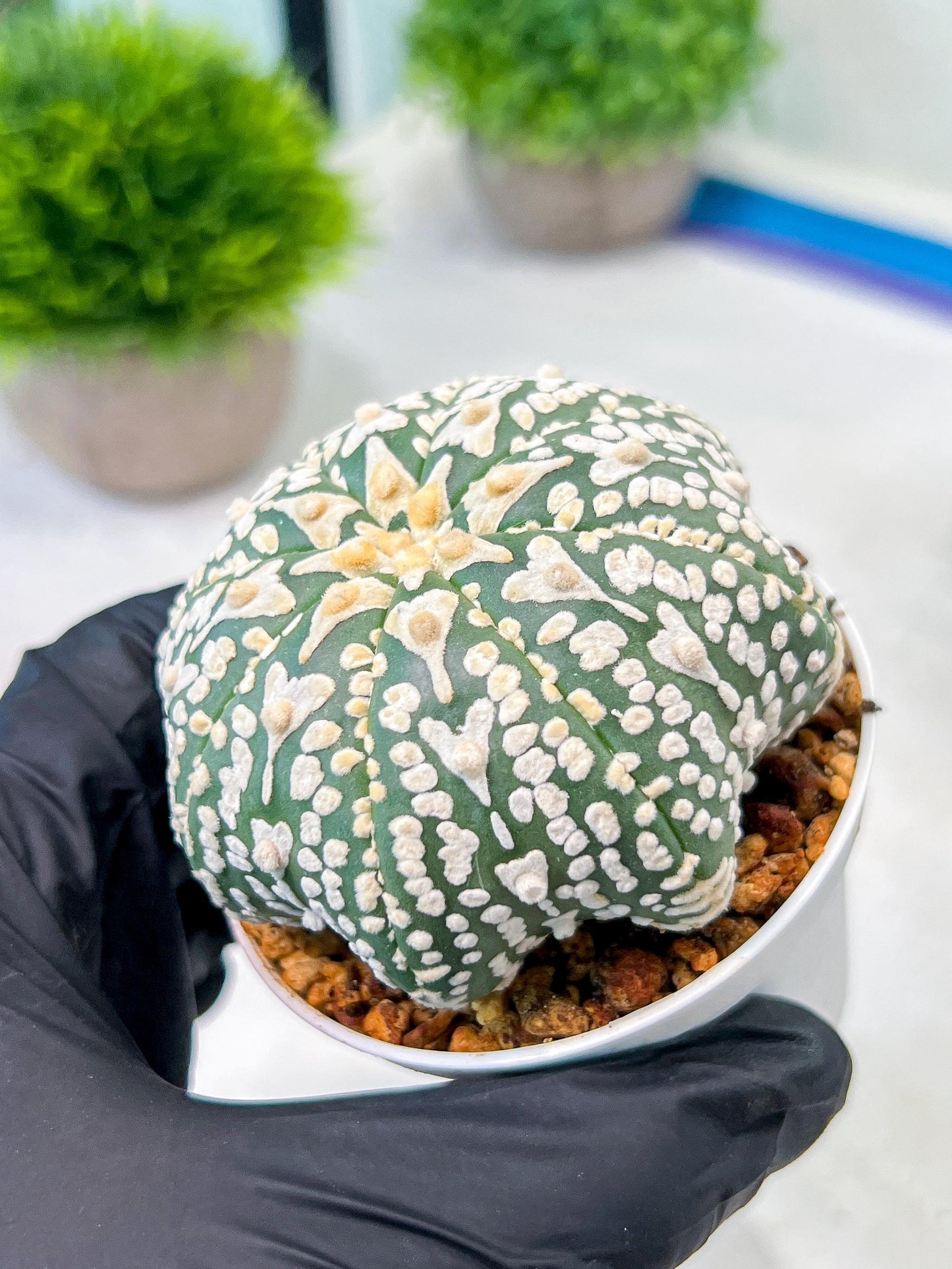 Custom Order- We’ll send you the exact live plant pictured (T8) (y4) | Las Vegas PLANT SELLER| 3" Pot