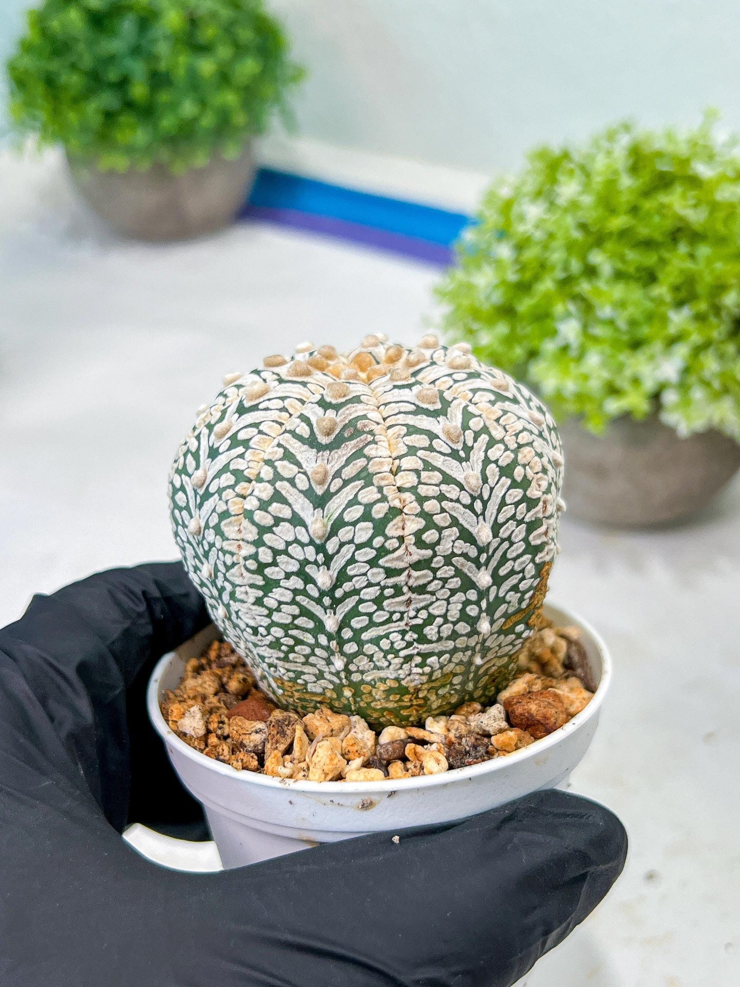 Custom Order- We’ll send you the exact live plant pictured (T8) (y5) | Las Vegas Plant Shp | 3" Pot
