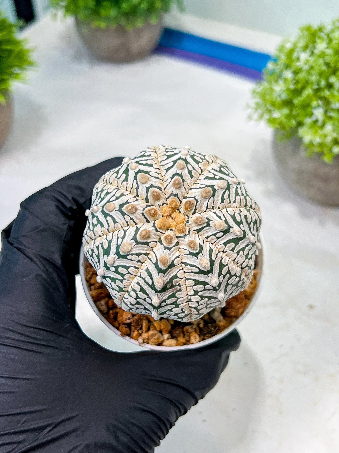Custom Order- We’ll send you the exact live plant pictured (T8) (y5) | Las Vegas Plant Shp | 3" Pot