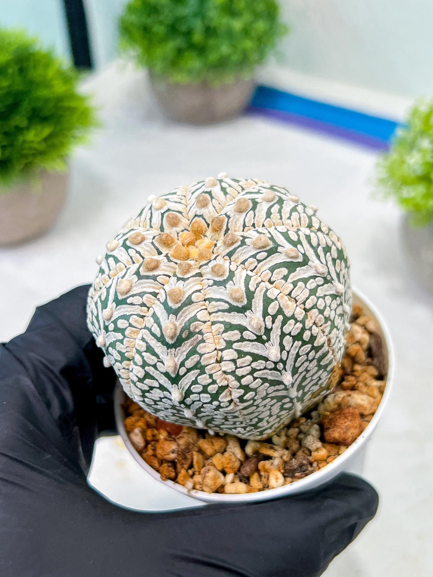 Custom Order- We’ll send you the exact live plant pictured (T8) (y5) | Las Vegas Plant Shp | 3" Pot
