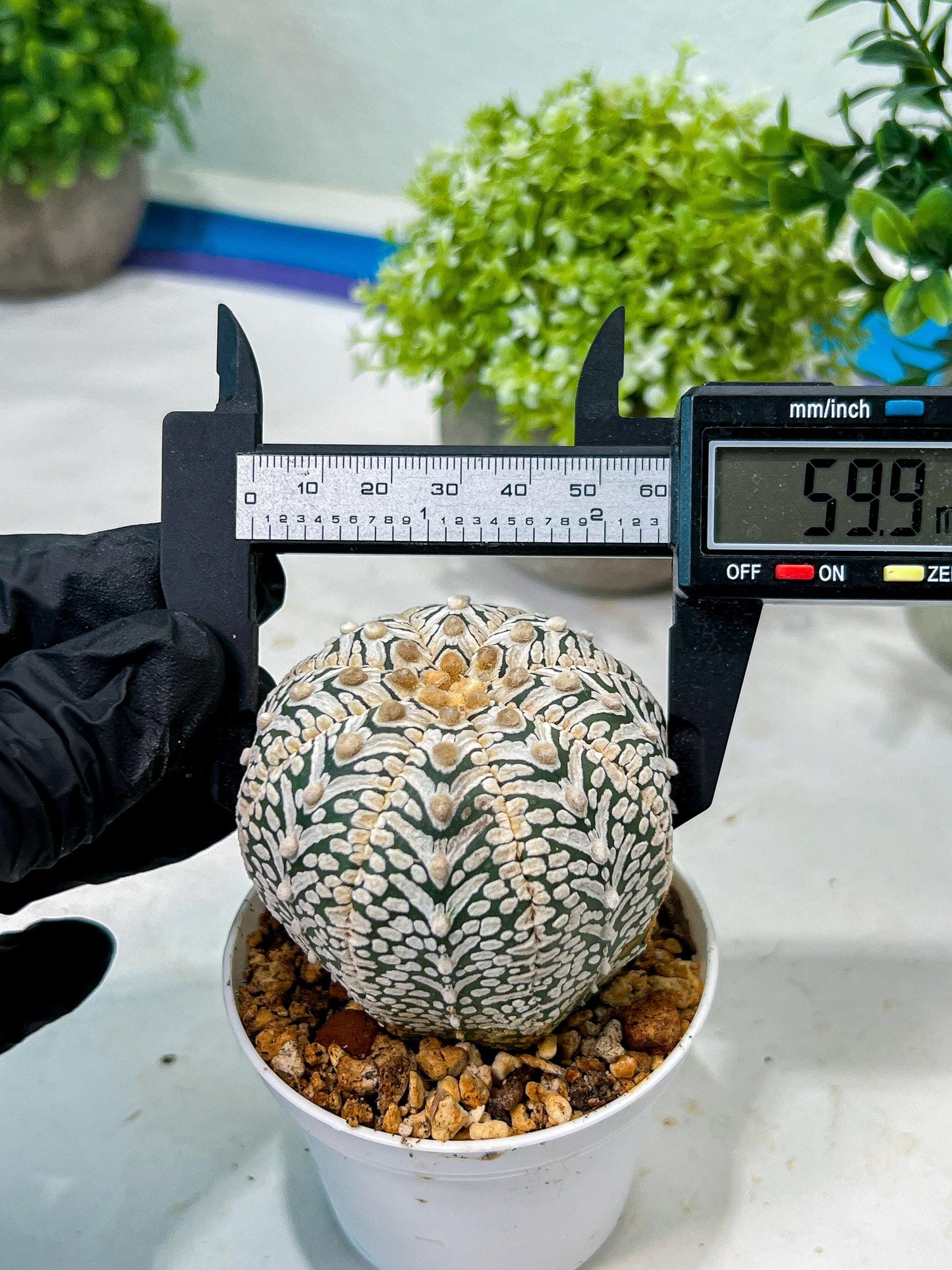 Custom Order- We’ll send you the exact live plant pictured (T8) (y5) | Las Vegas Plant Shp | 3" Pot
