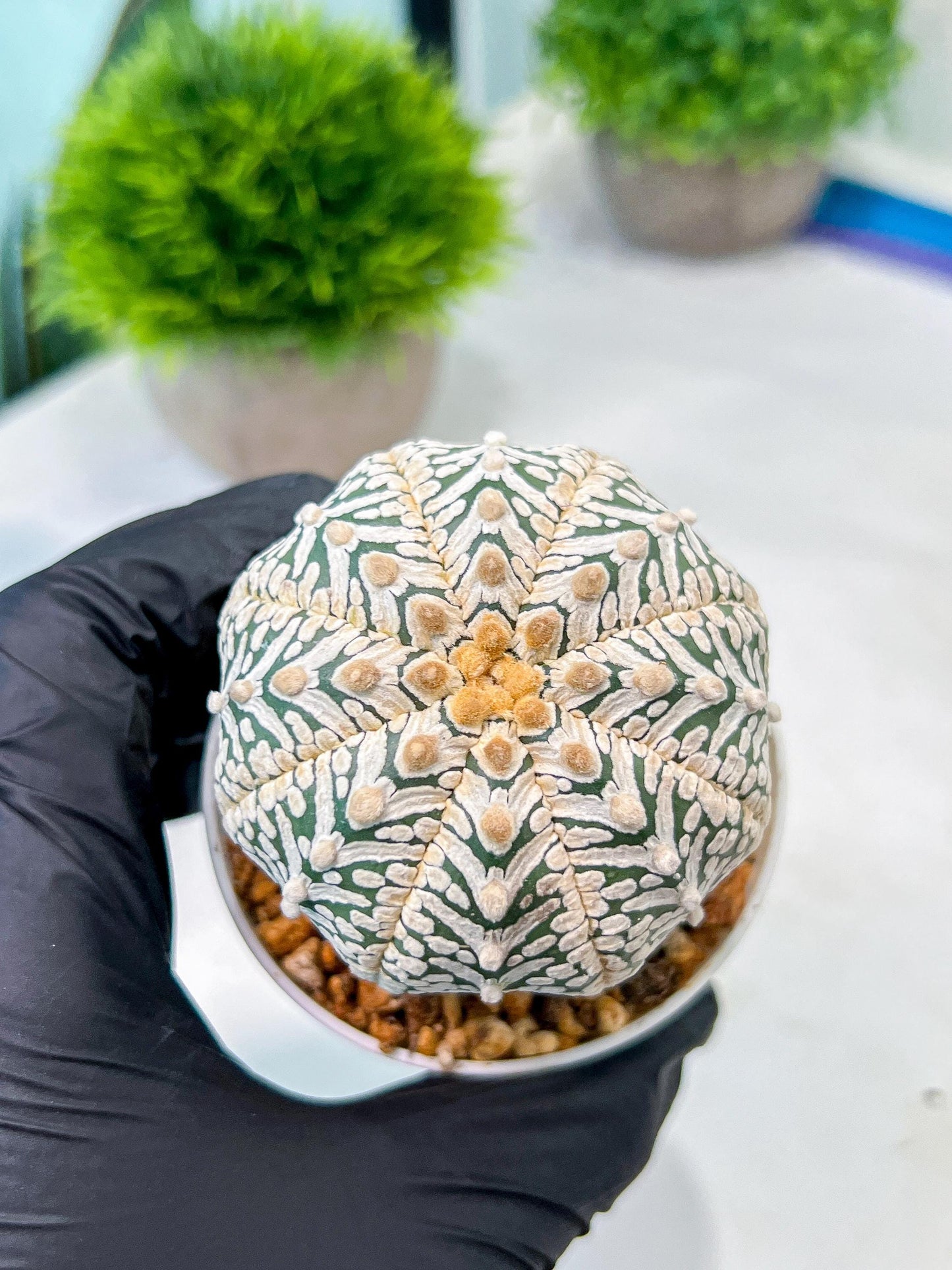 Custom Order- We’ll send you the exact live plant pictured (T8) (y5) | Las Vegas Plant Shp | 3" Pot