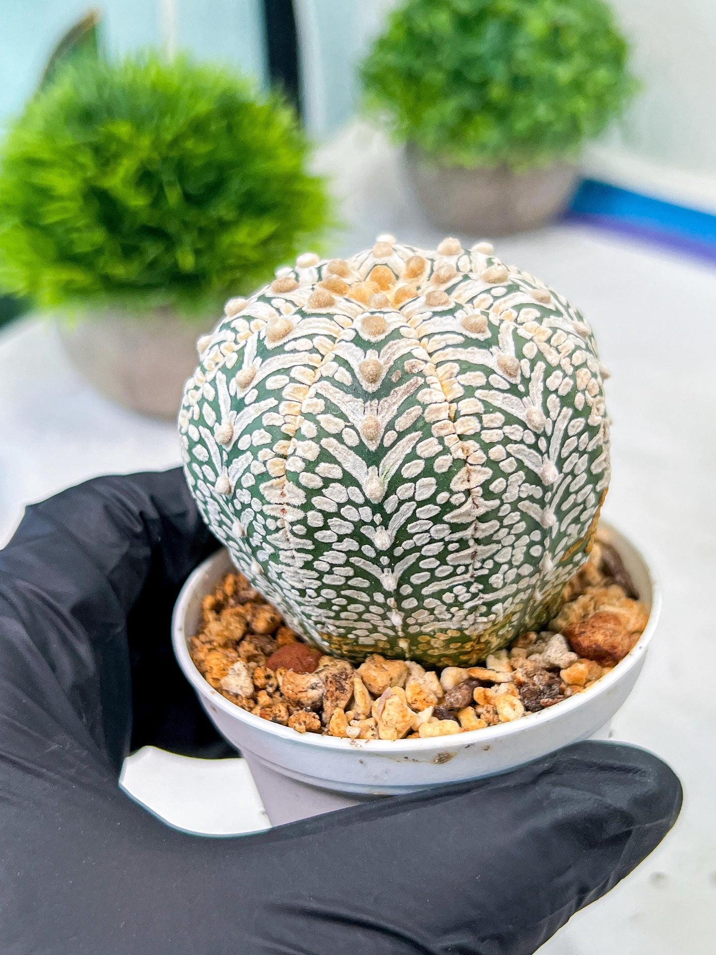 Custom Order- We’ll send you the exact live plant pictured (T8) (y5) | Las Vegas Plant Shp | 3" Pot