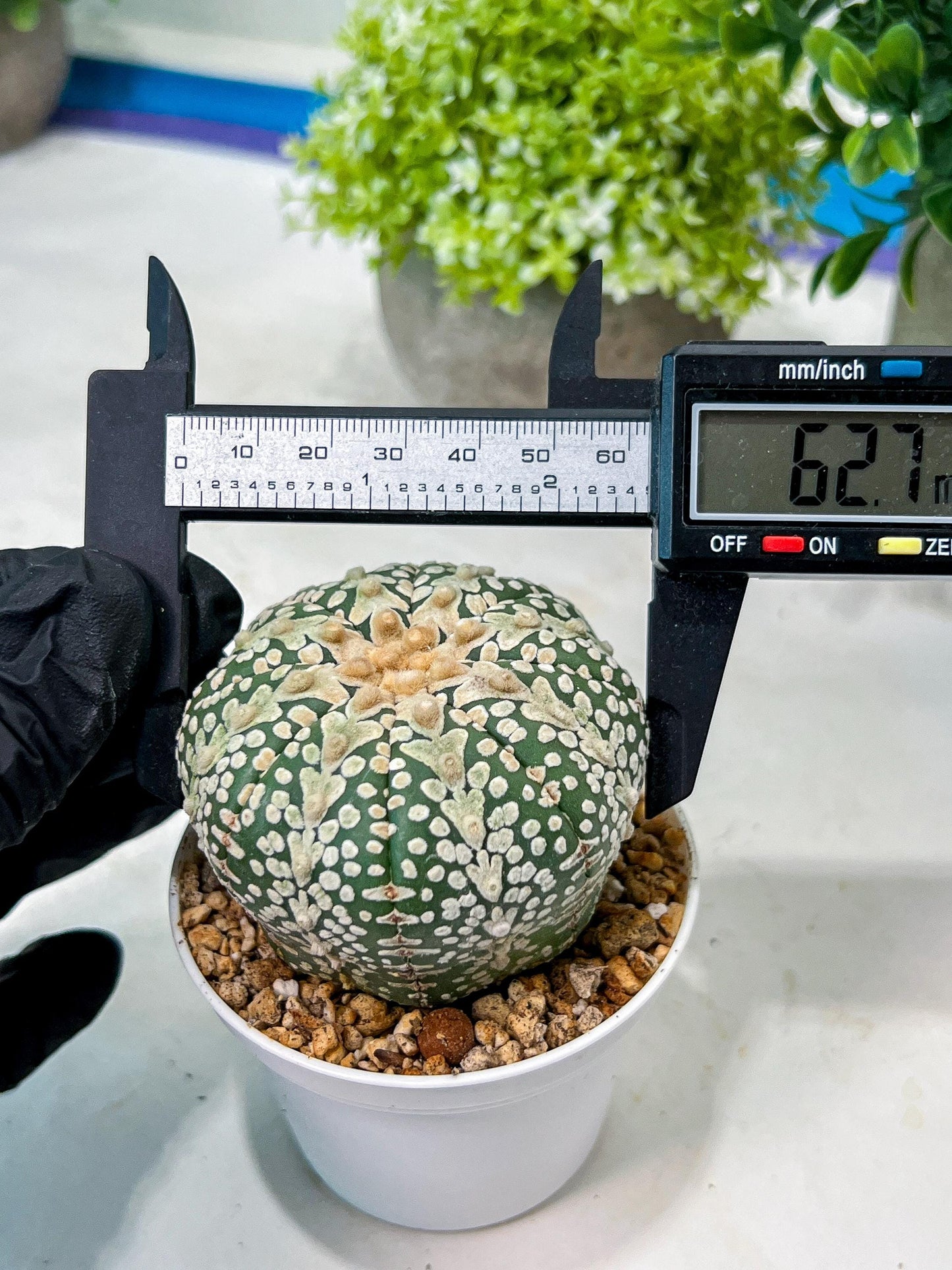 Custom Order- We’ll send you the exact live plant pictured (T8) (y6) | American Plant Seller | 3" Pot