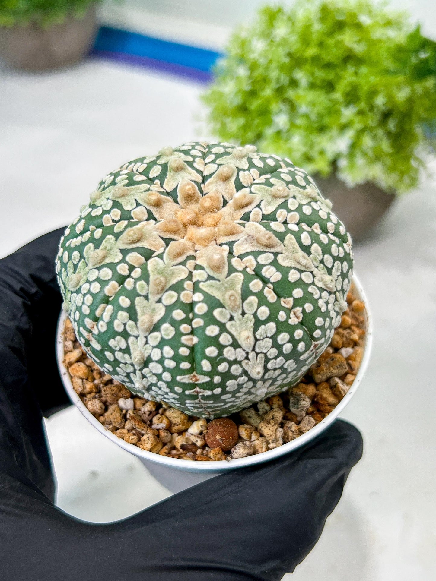 Custom Order- We’ll send you the exact live plant pictured (T8) (y6) | American Plant Seller | 3" Pot