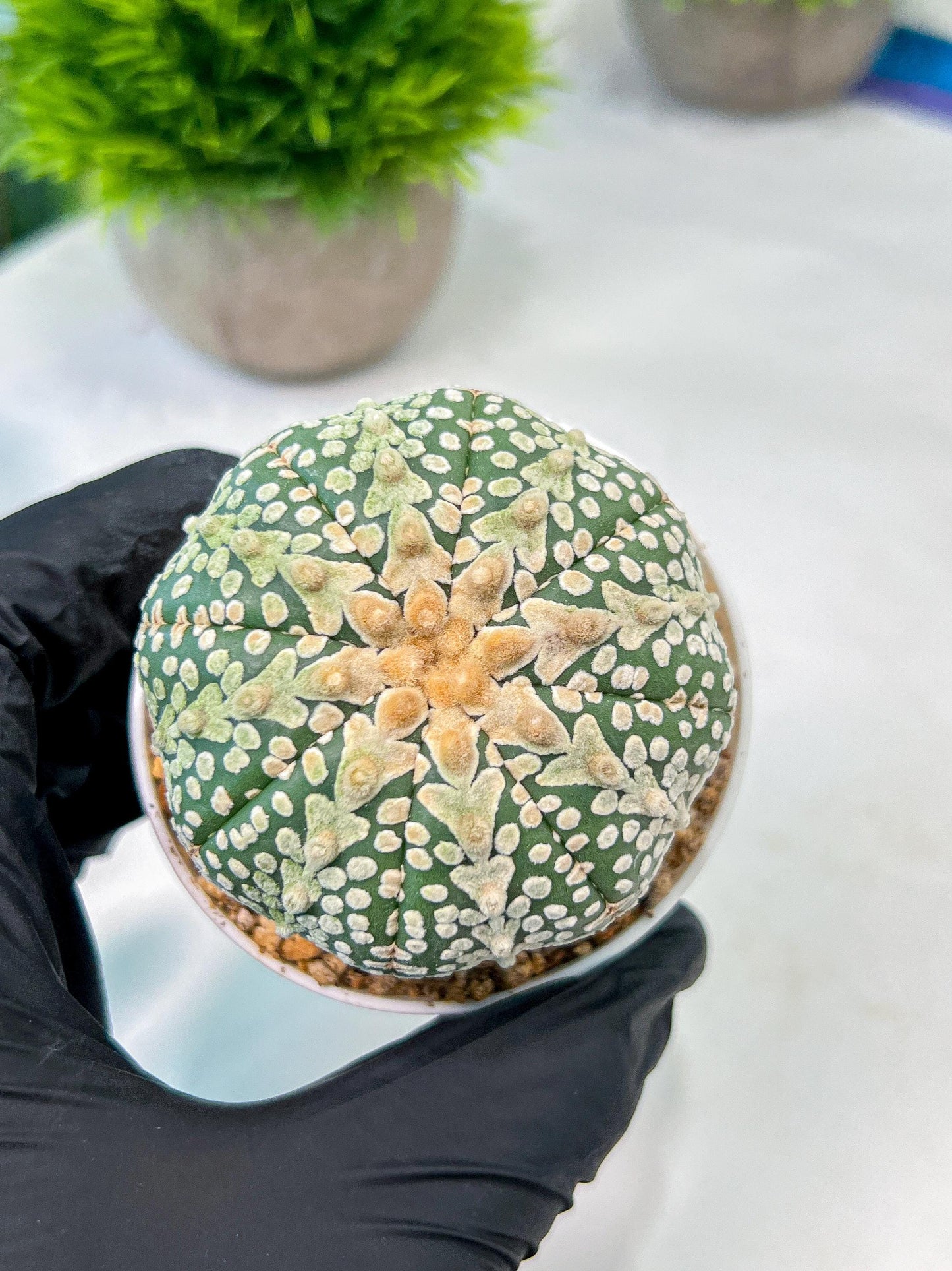 Custom Order- We’ll send you the exact live plant pictured (T8) (y6) | American Plant Seller | 3" Pot