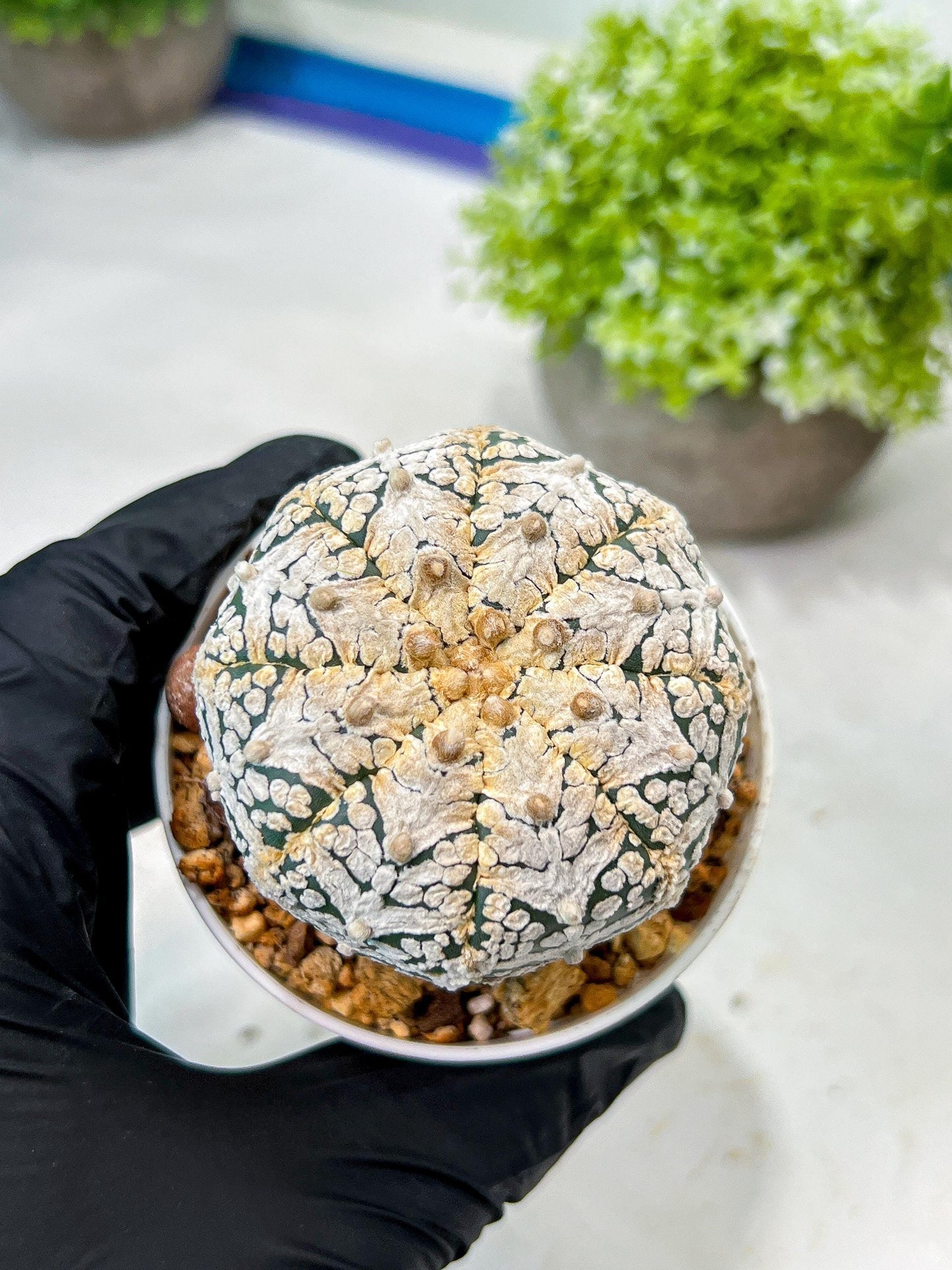 Custom Order- We’ll send you the exact live plant pictured (T8) (y7) | Nevada Plant Seller | 3" Pot
