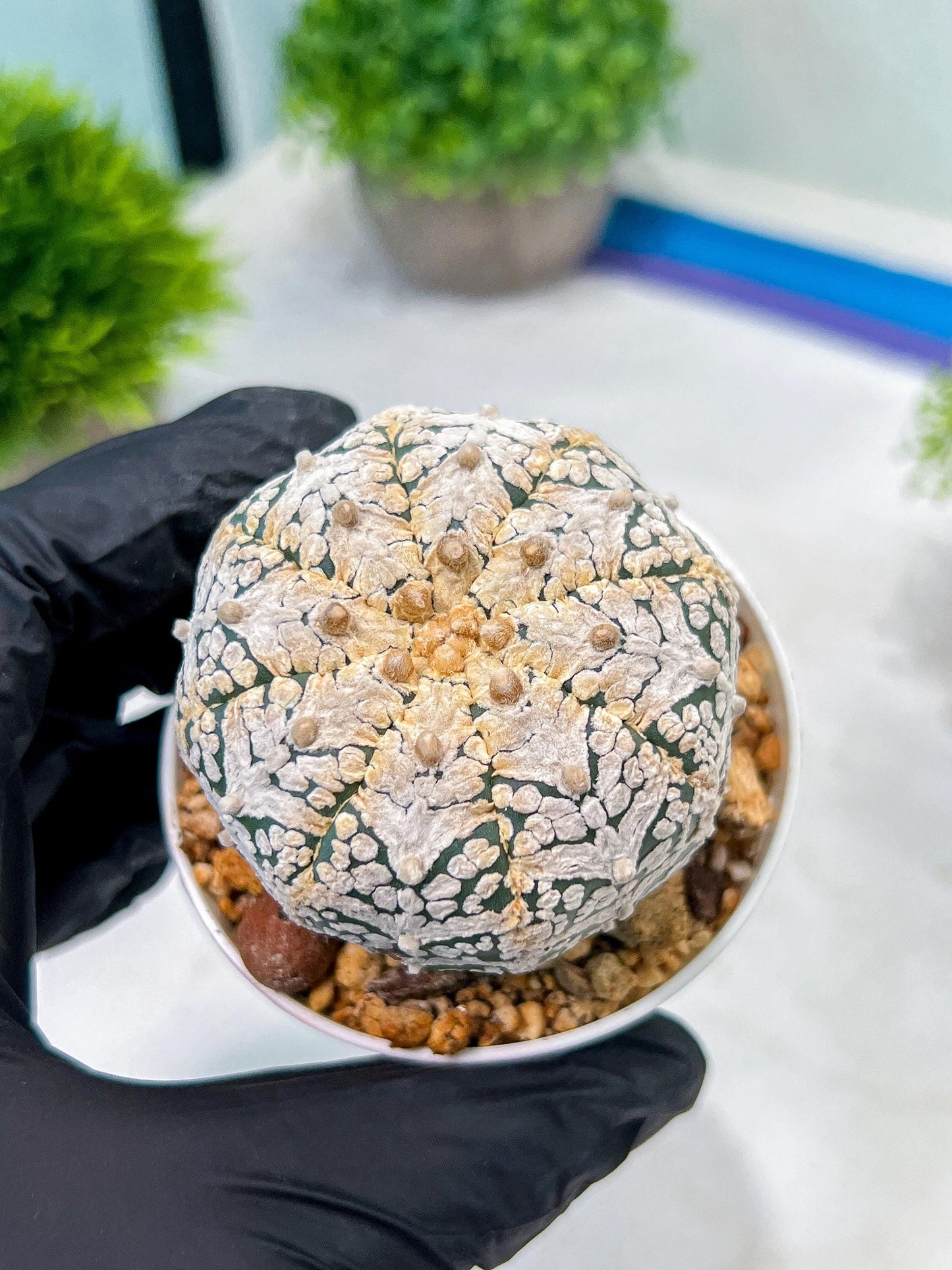 Custom Order- We’ll send you the exact live plant pictured (T8) (y7) | Nevada Plant Seller | 3" Pot