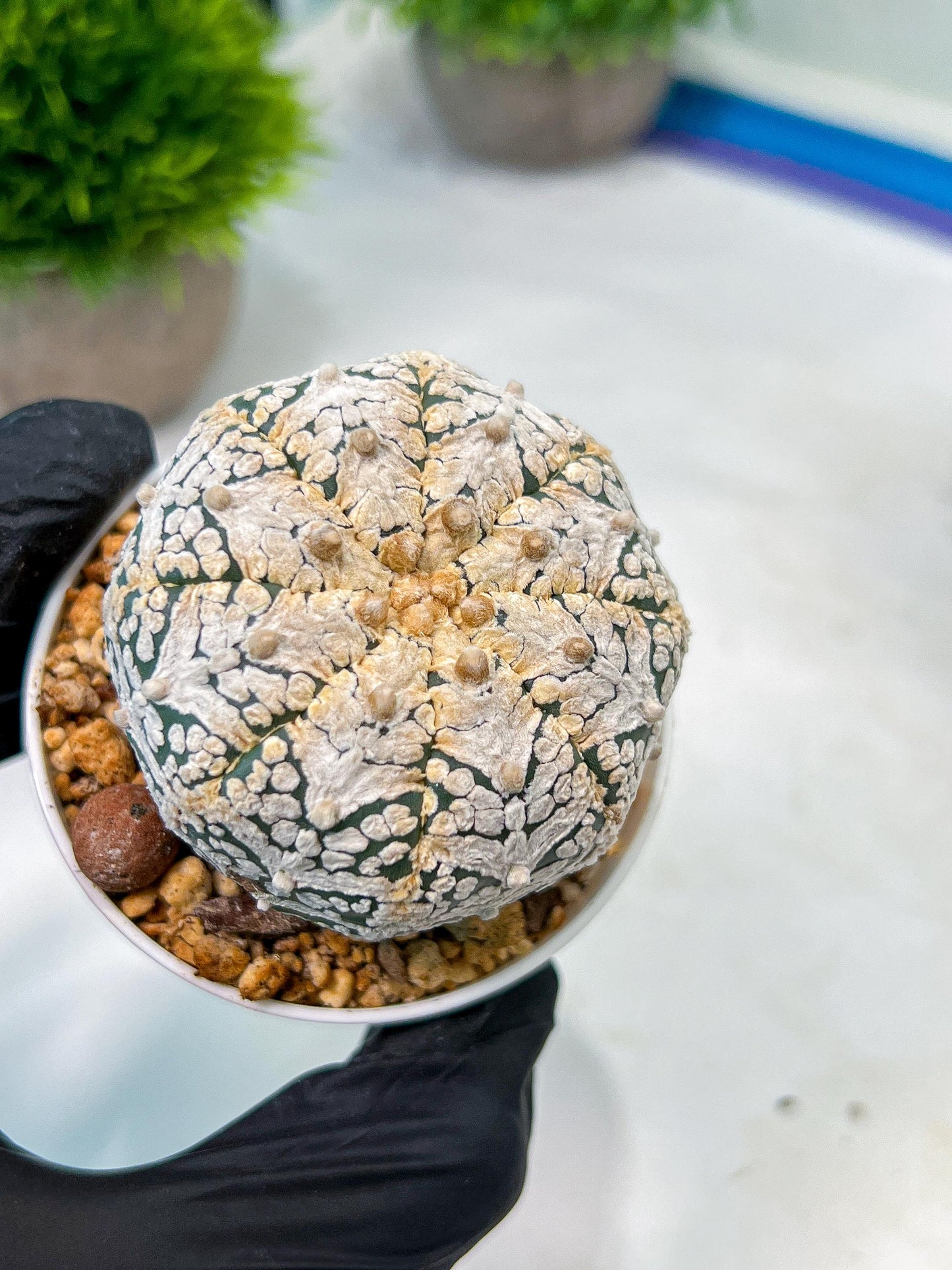 Custom Order- We’ll send you the exact live plant pictured (T8) (y7) | Nevada Plant Seller | 3" Pot