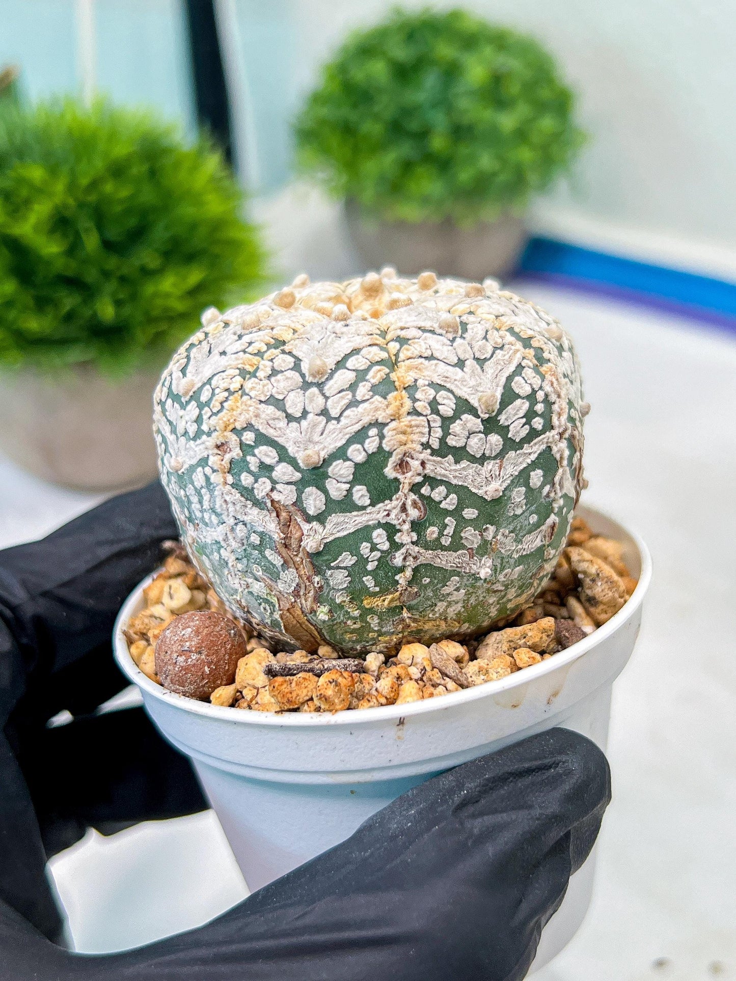 Custom Order- We’ll send you the exact live plant pictured (T8) (y7) | Nevada Plant Seller | 3" Pot
