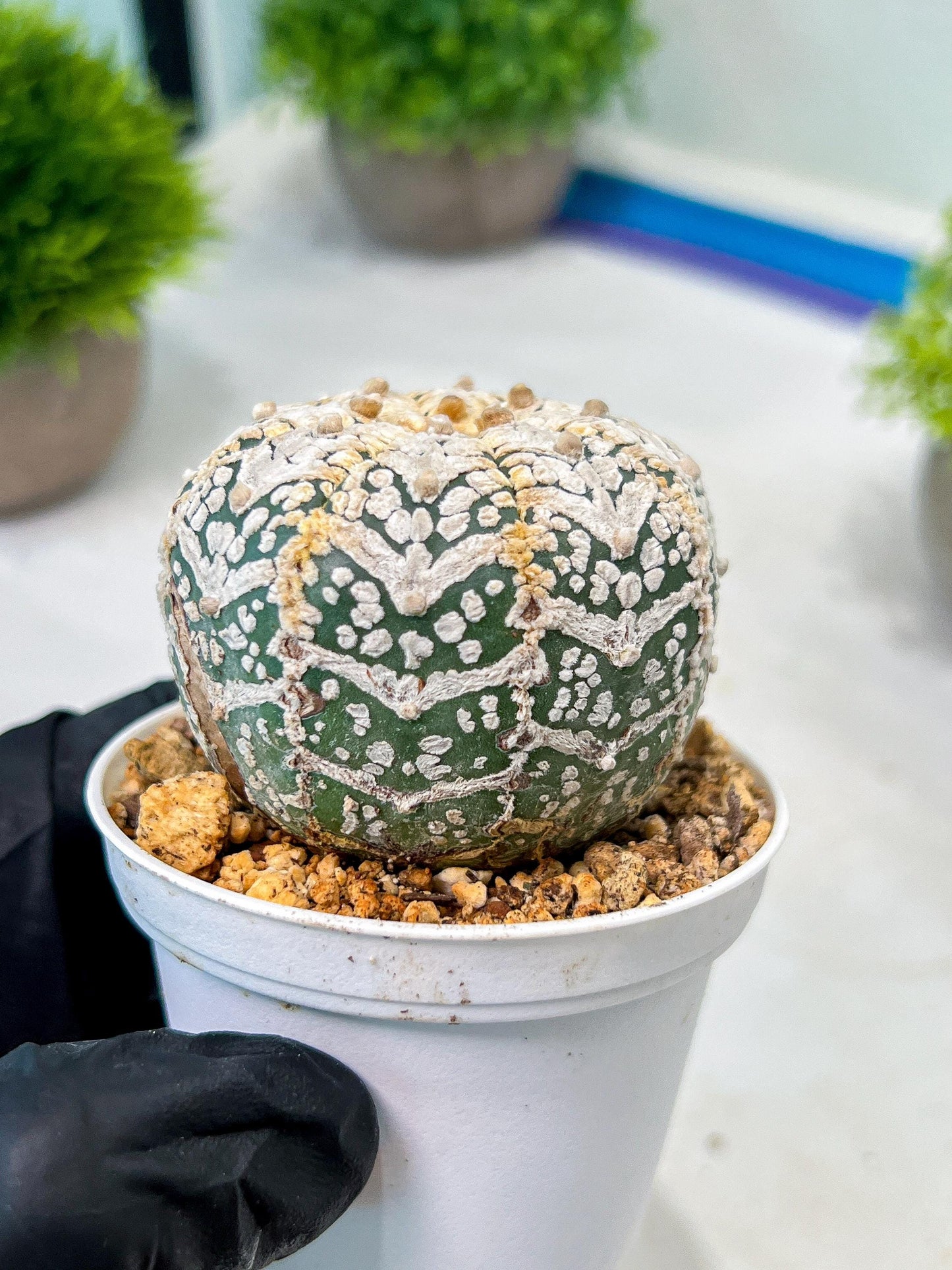 Custom Order- We’ll send you the exact live plant pictured (T8) (y7) | Nevada Plant Seller | 3" Pot